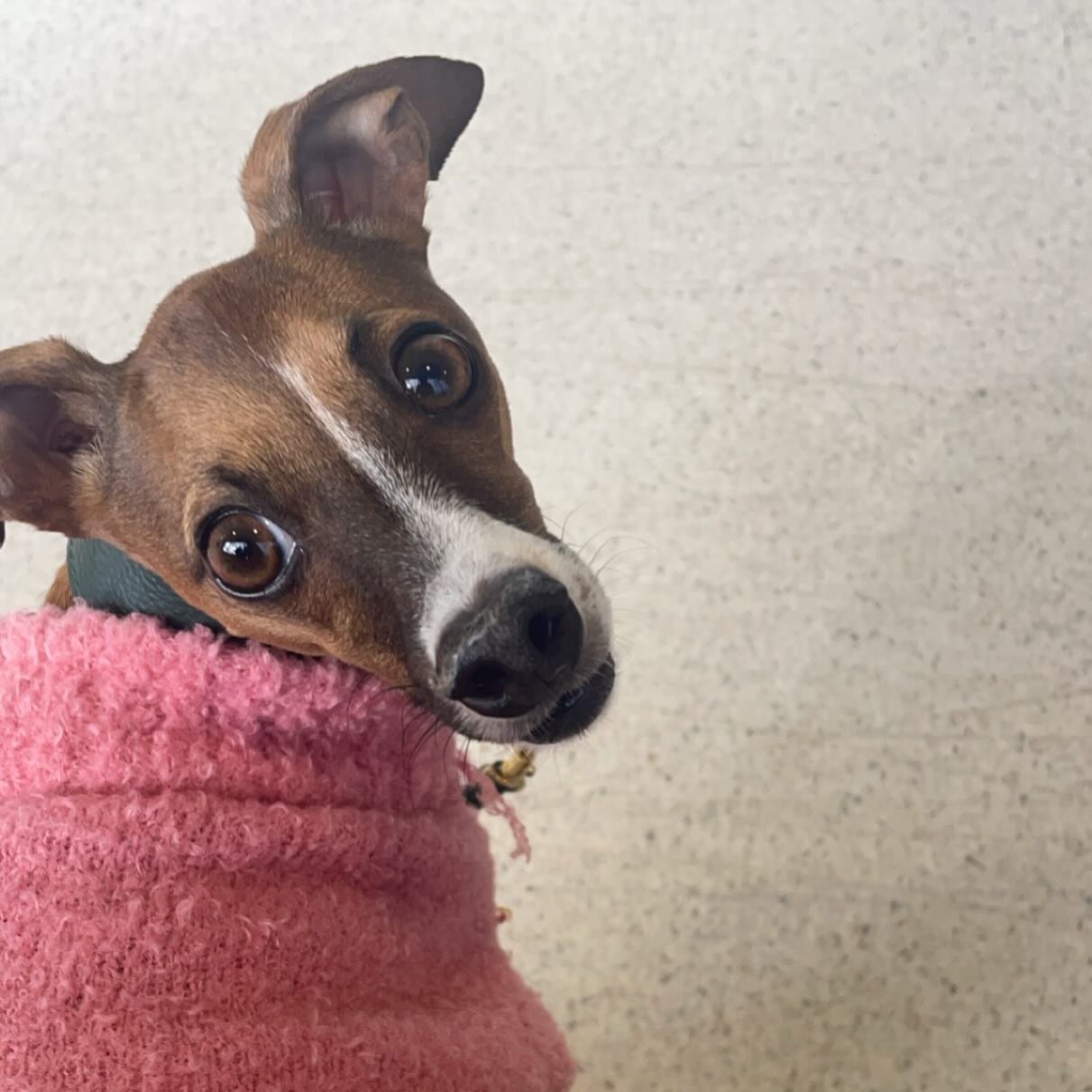 Spring in Melbourne means blossoming jasmine, more sunny warmer days (as well as some cold and rainy ones), more daylight, swooping magpies, hay fever and WIND!! 

Are you still wearing your turtlenecks or a scarf? 

In Chinese medicine, wind and col