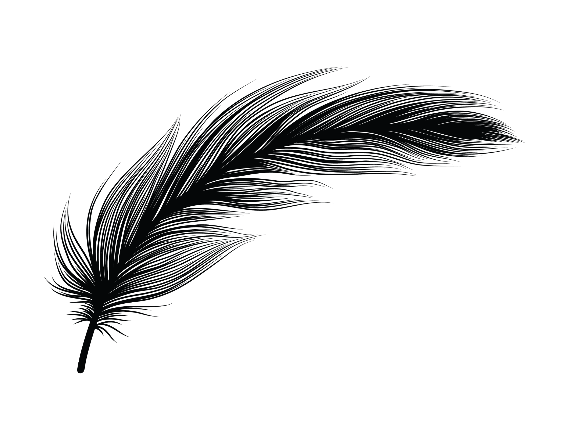 A black feather with fine lines against a black background.