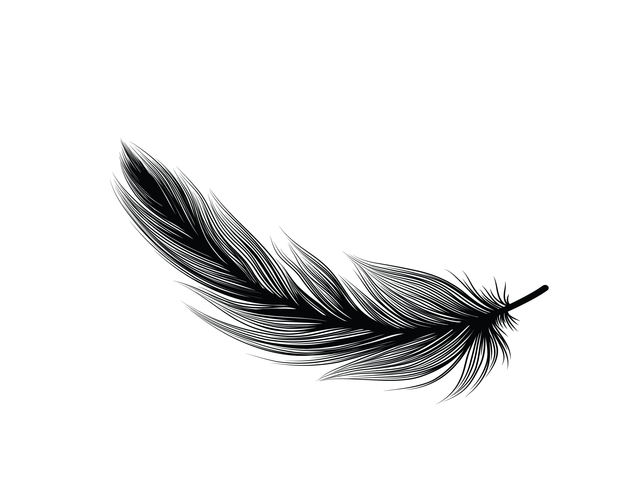 Black feather with fine details on a black background.
