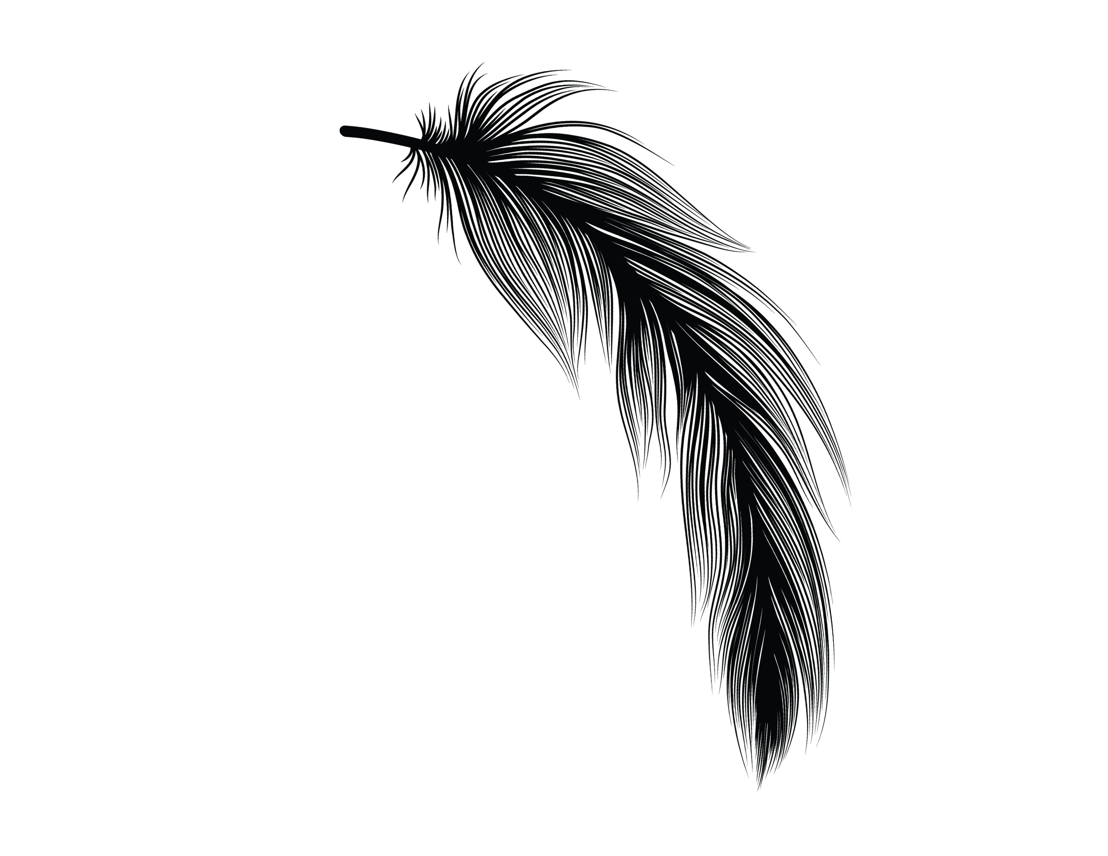 Black feather with fine details on a black background.