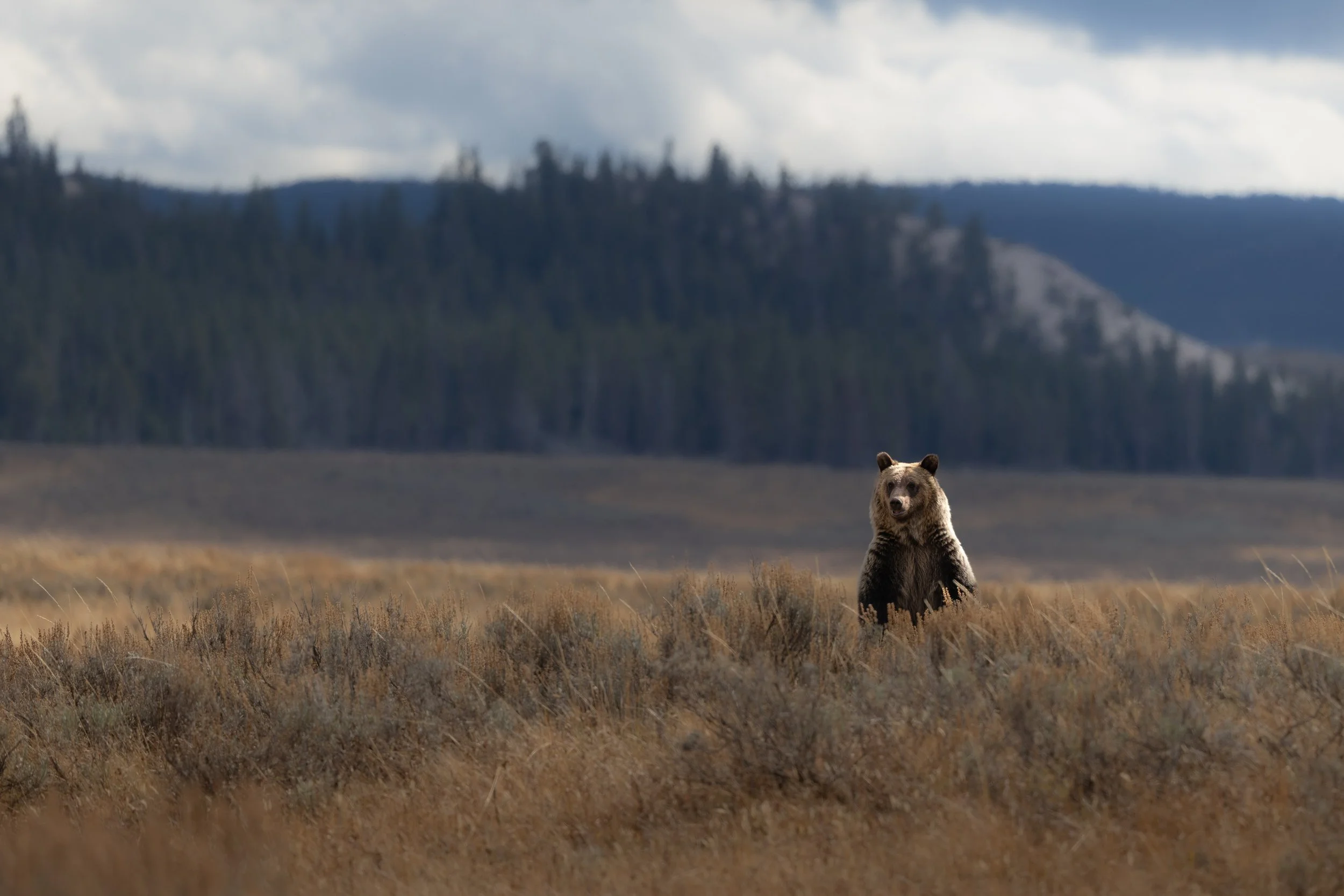 How to Do Yellowstone in One Day