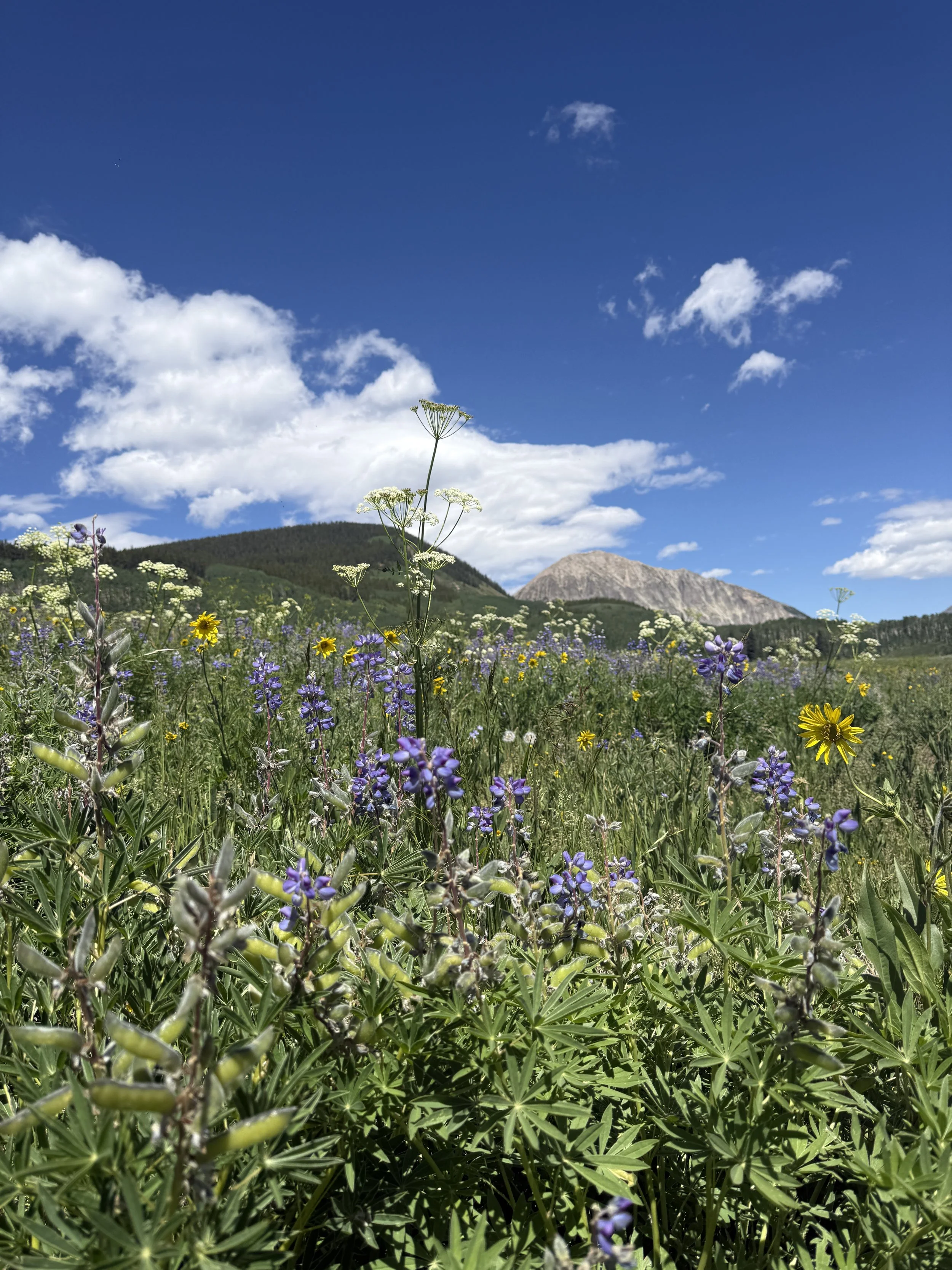 Crested Butte Summer Travel Guide