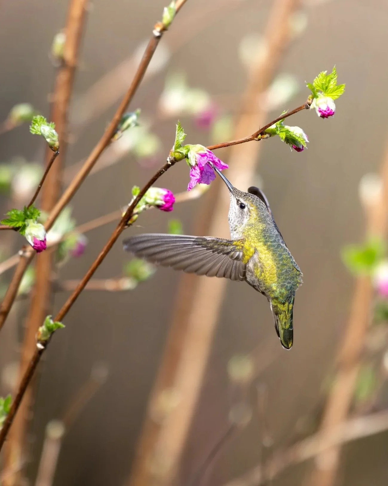 A hummingbird is feeding from a pink flower on a branch with small green leaves and pink buds.