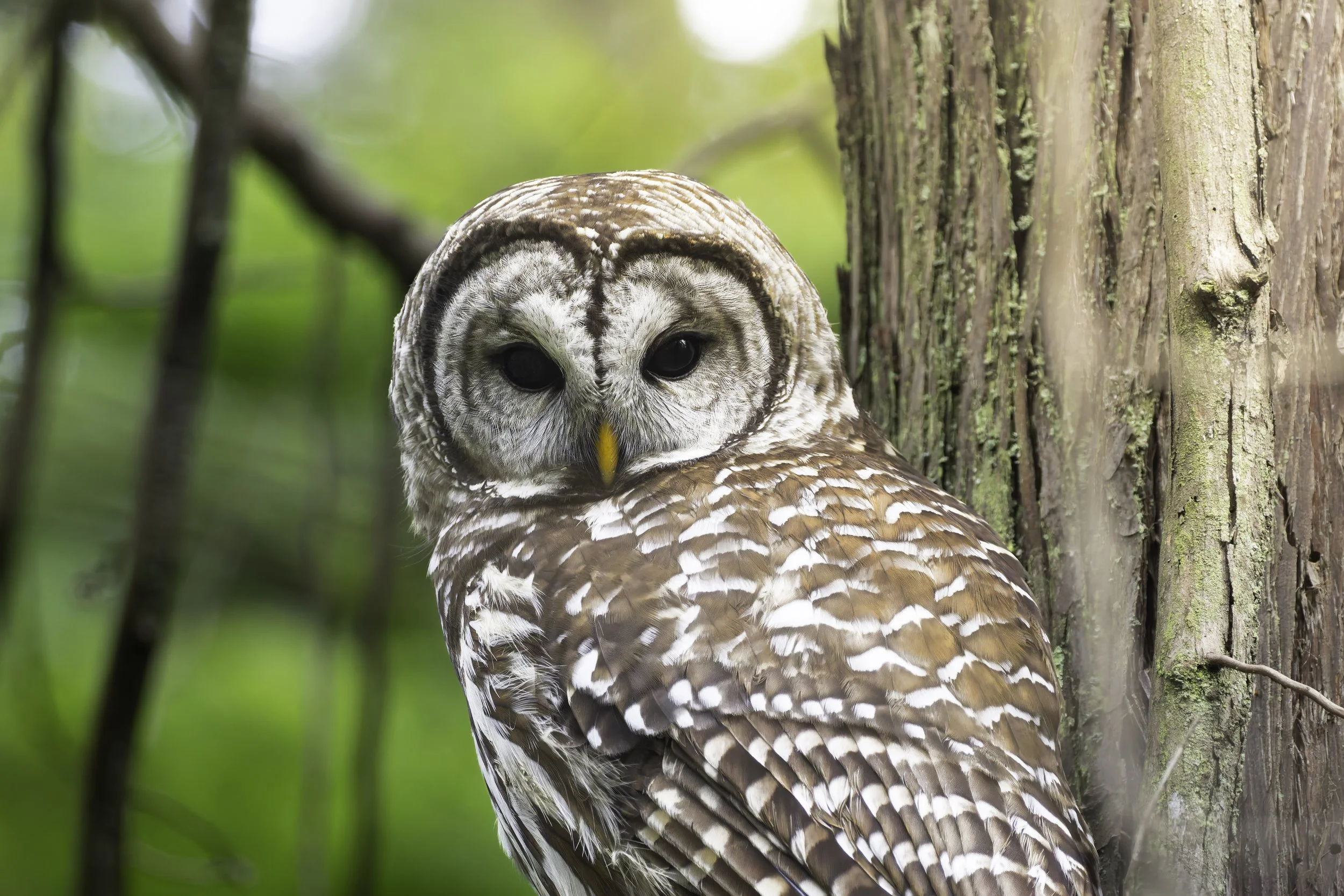 DT5A4405-DxO_DeepPRIME XD2s.jpg