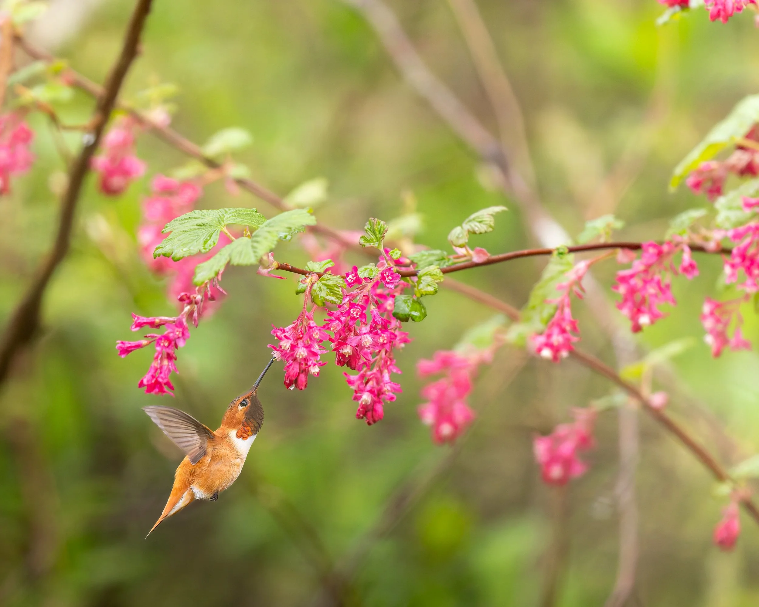 Male roofs Hummingbird feeding on red currant blossoms 