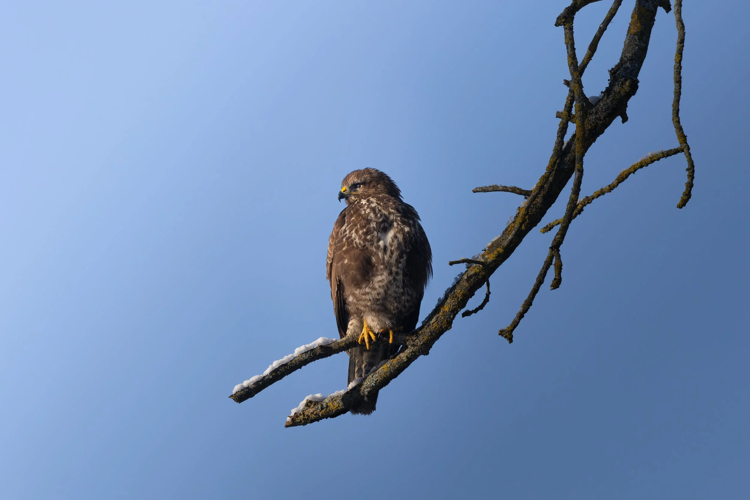 Common Buzzard