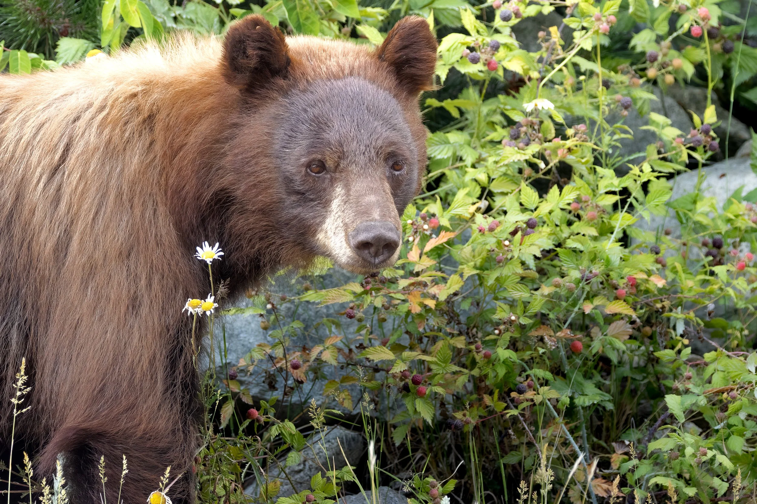 Cinnamon Black Bear taking a break from eating berries