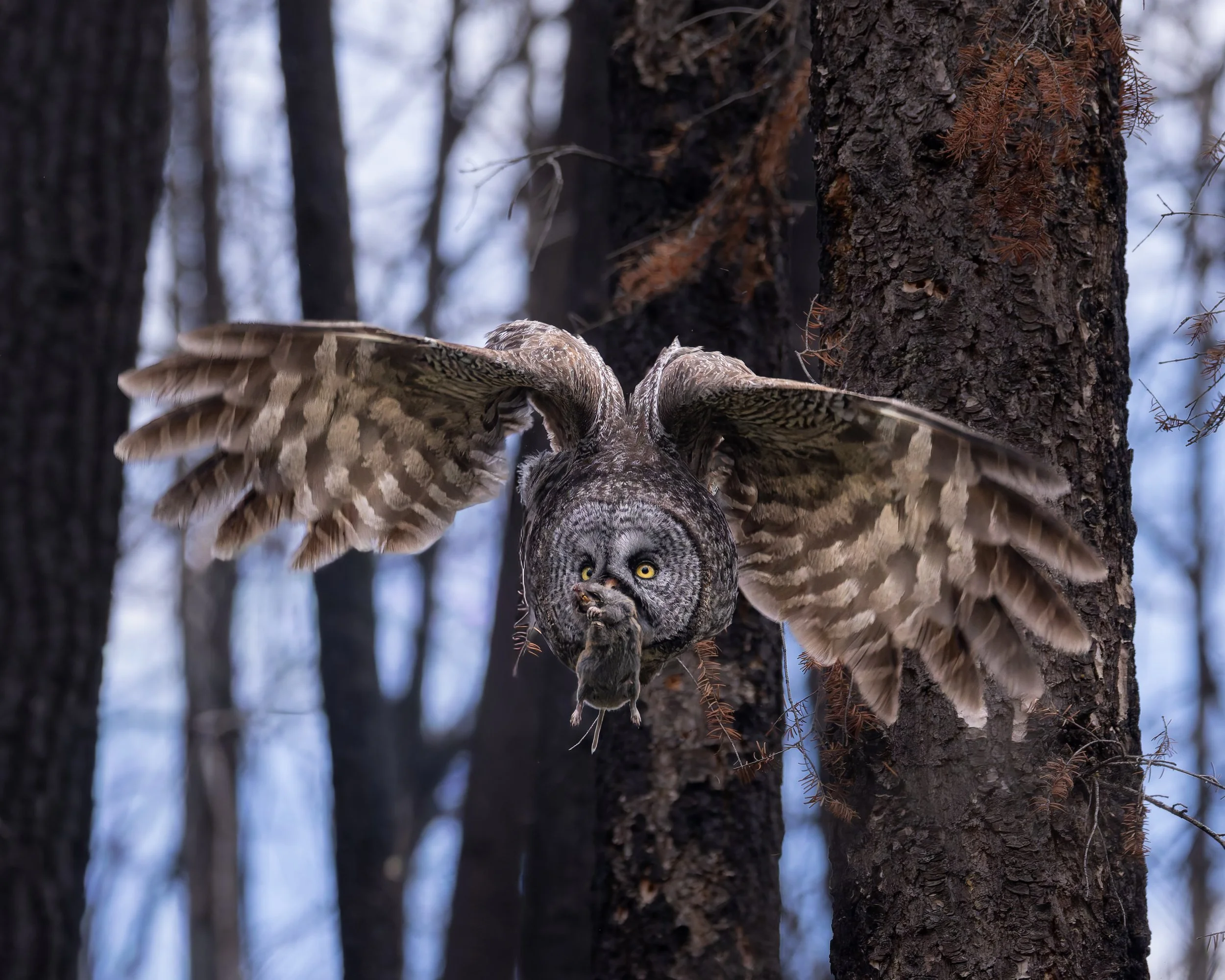 Great Grey Owl on her way to the nest after a food exchange