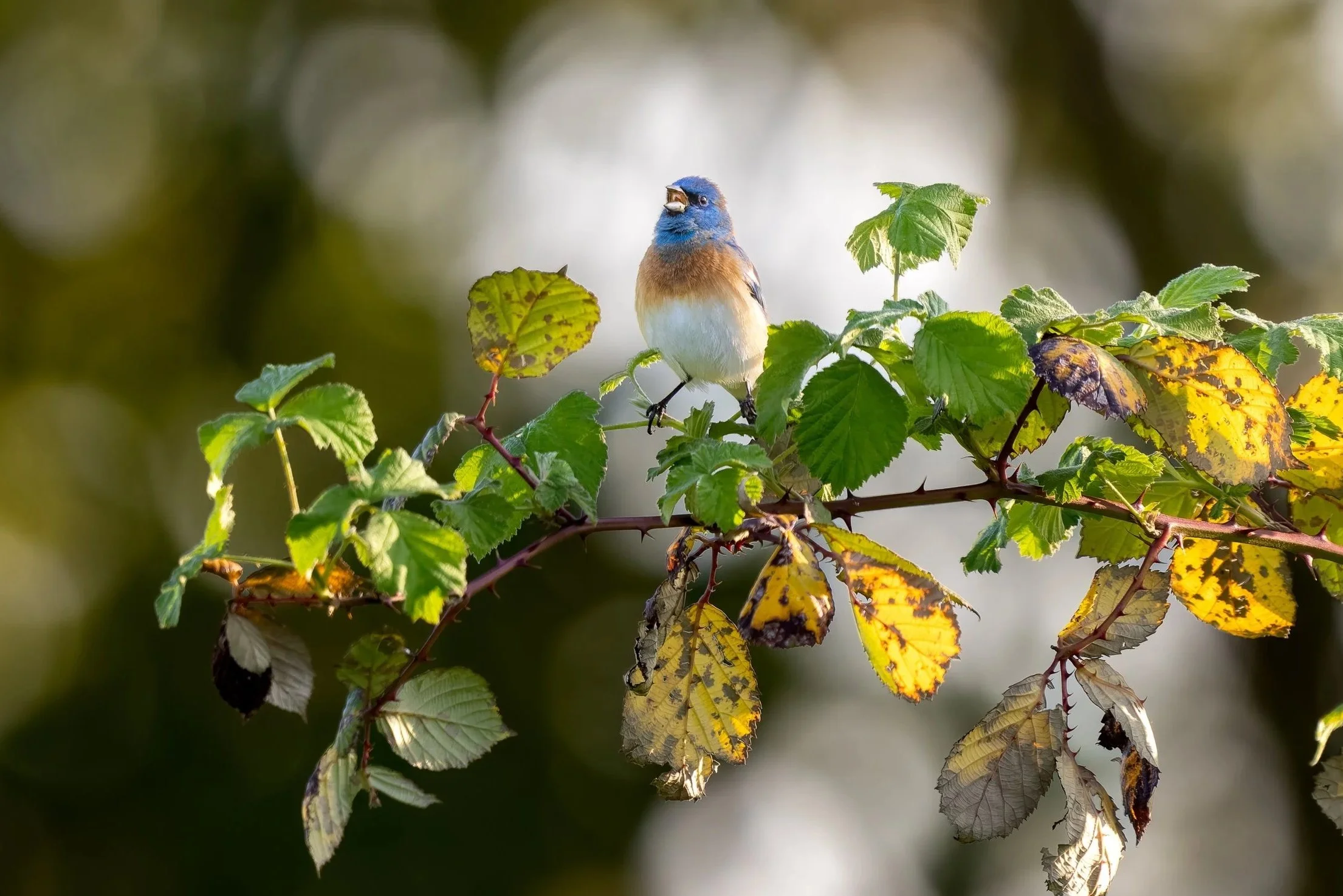Lazuli Bunting calling in the morning