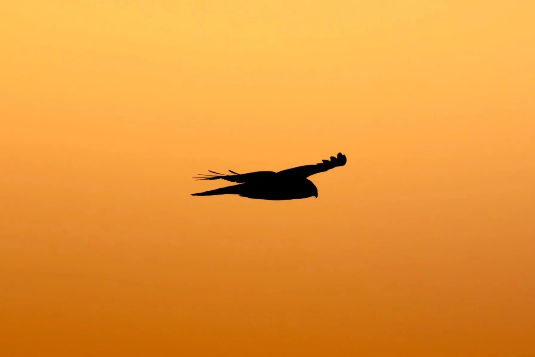 Northern Harrier Silhouette