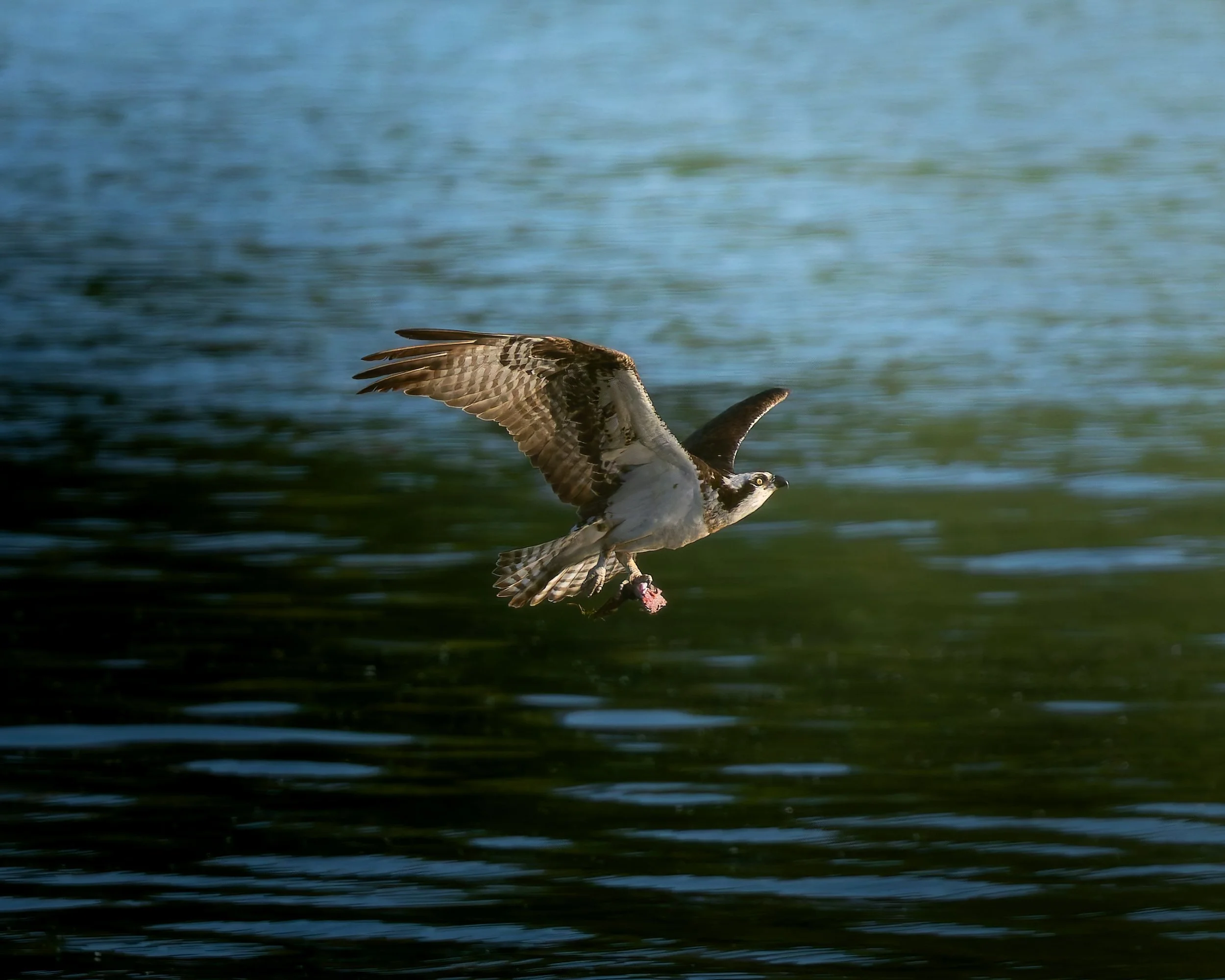 Osprey taking its meal to a perch 