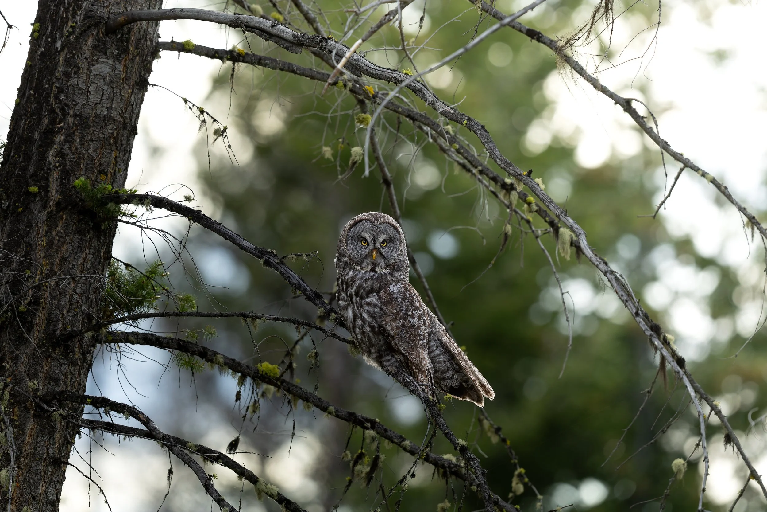 Male Great Grey Owl