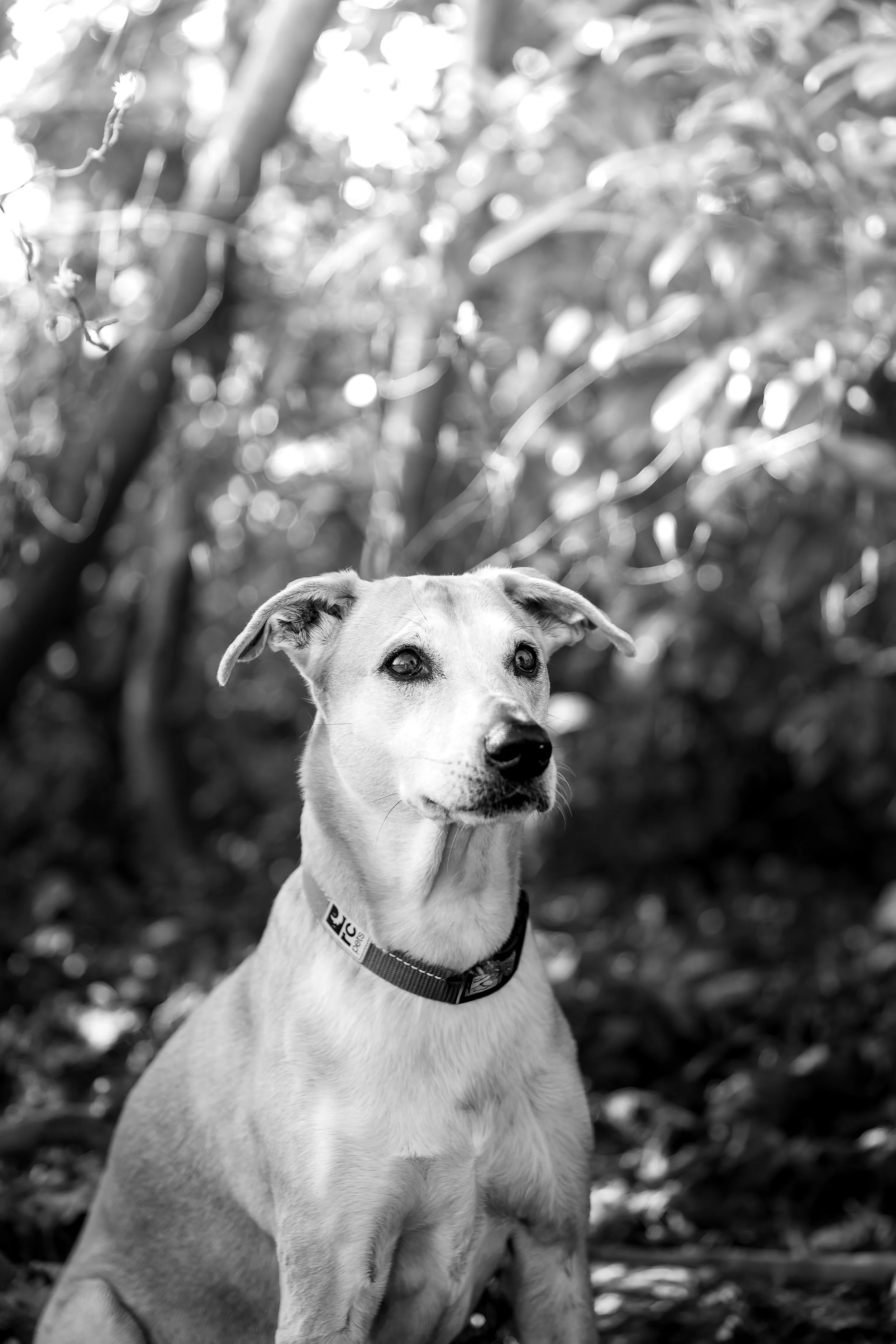 _MG_7788-DxO_DeepPRIME XD2s.jpg