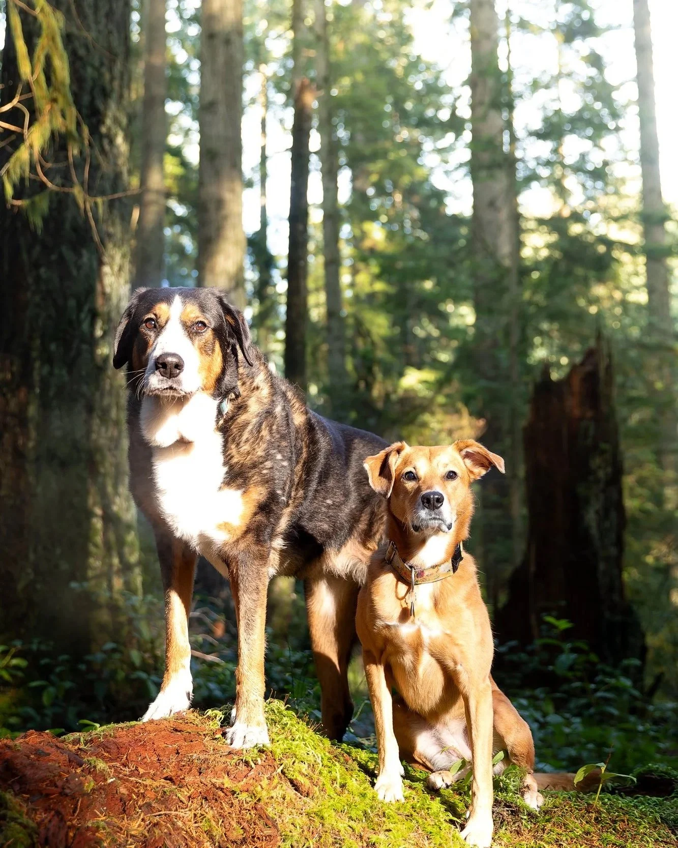 Two dogs standing on moss-covered ground in a forest with tall trees and sunlight filtering through the leaves.