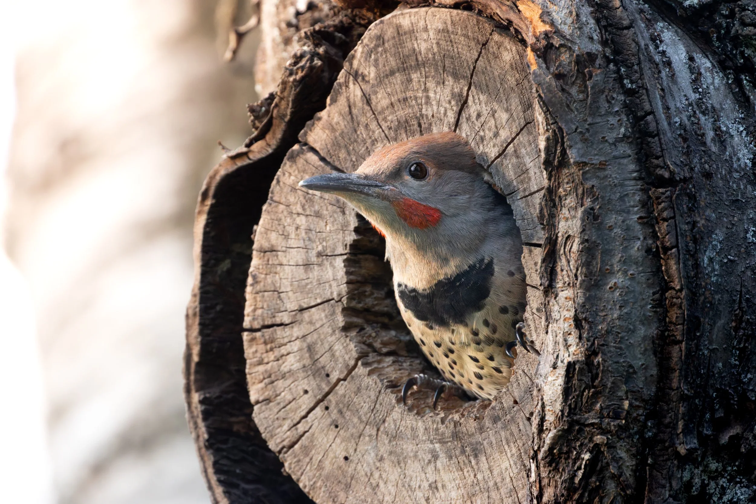 DT5A0770-DxO_DeepPRIME XD2s.jpg