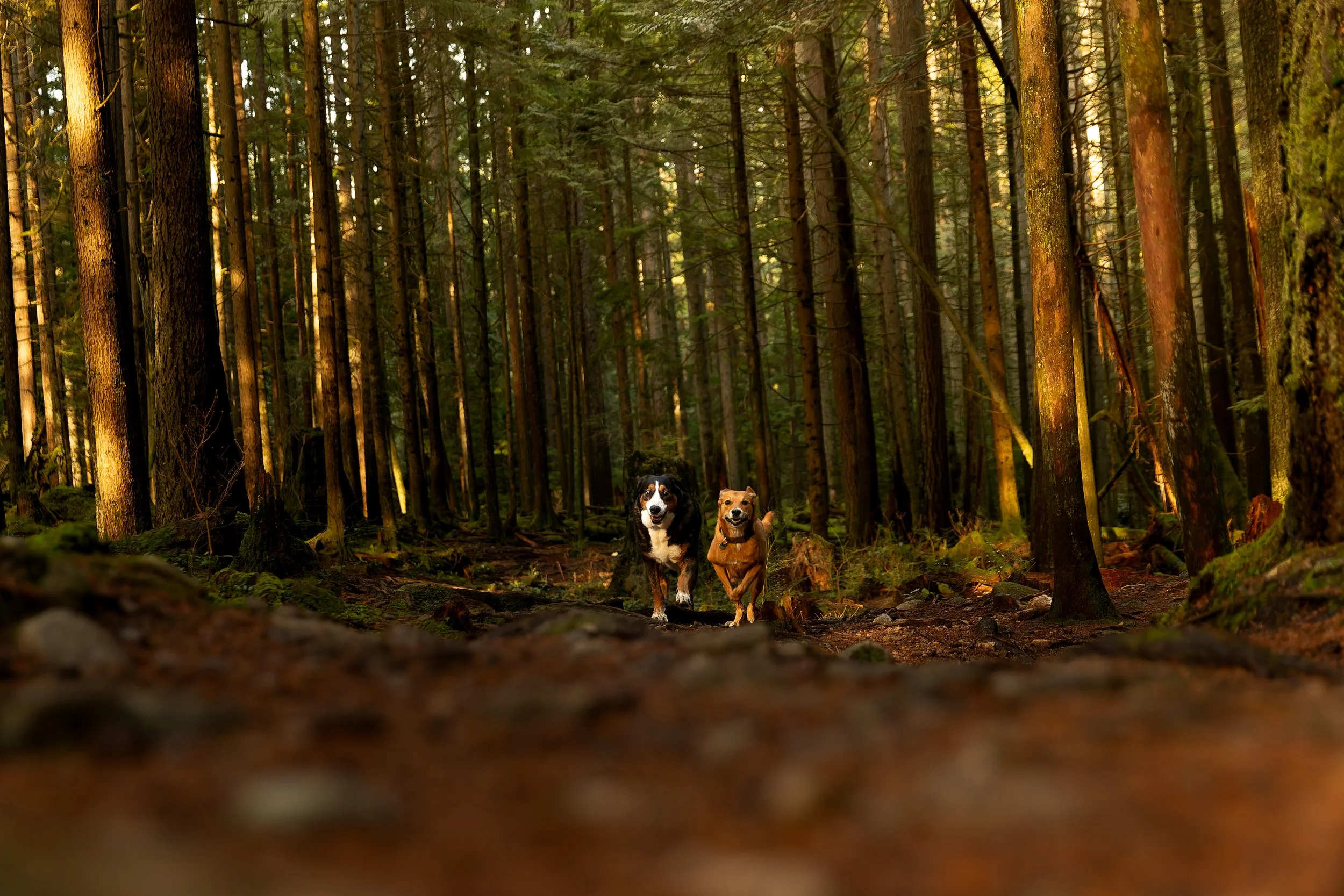 _MG_7446-DxO_DeepPRIME XD2s.jpg