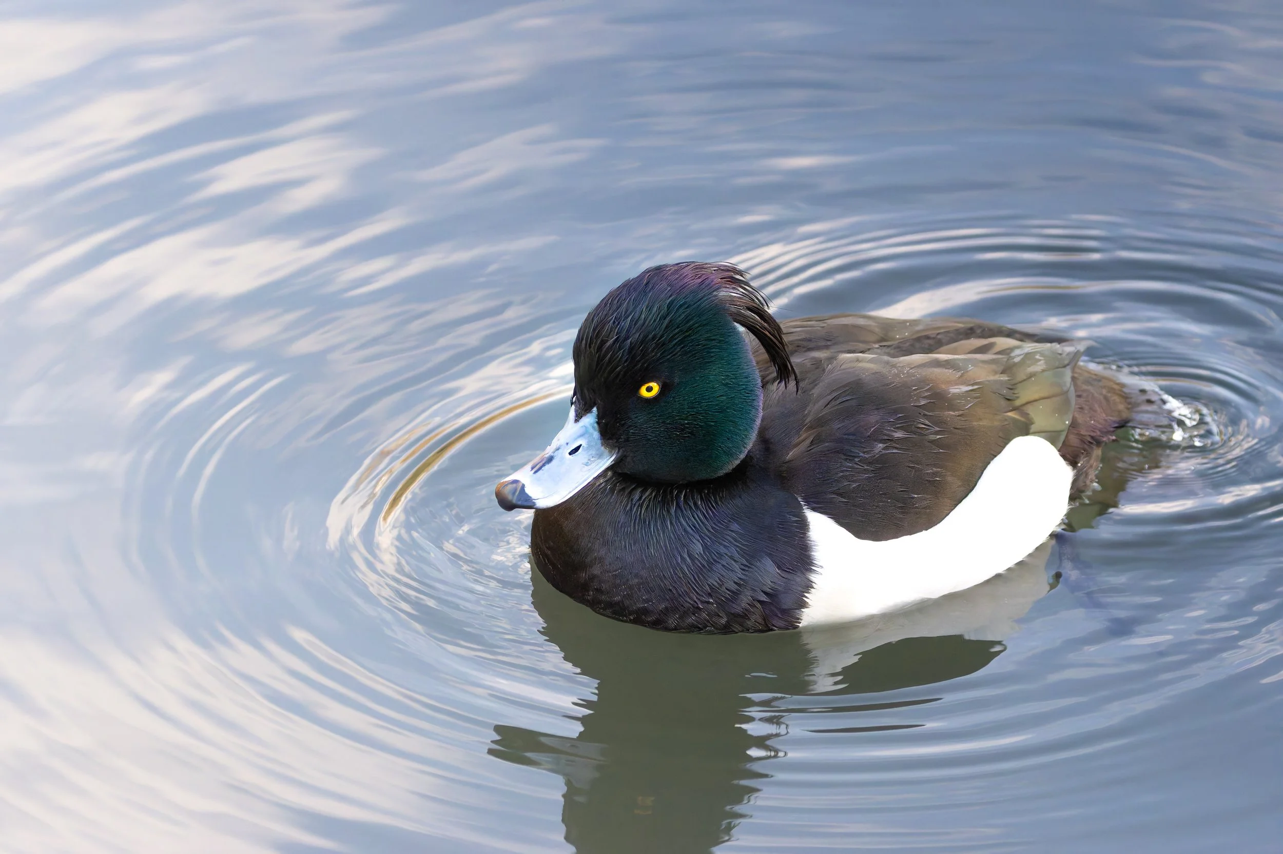 Tufted Duck