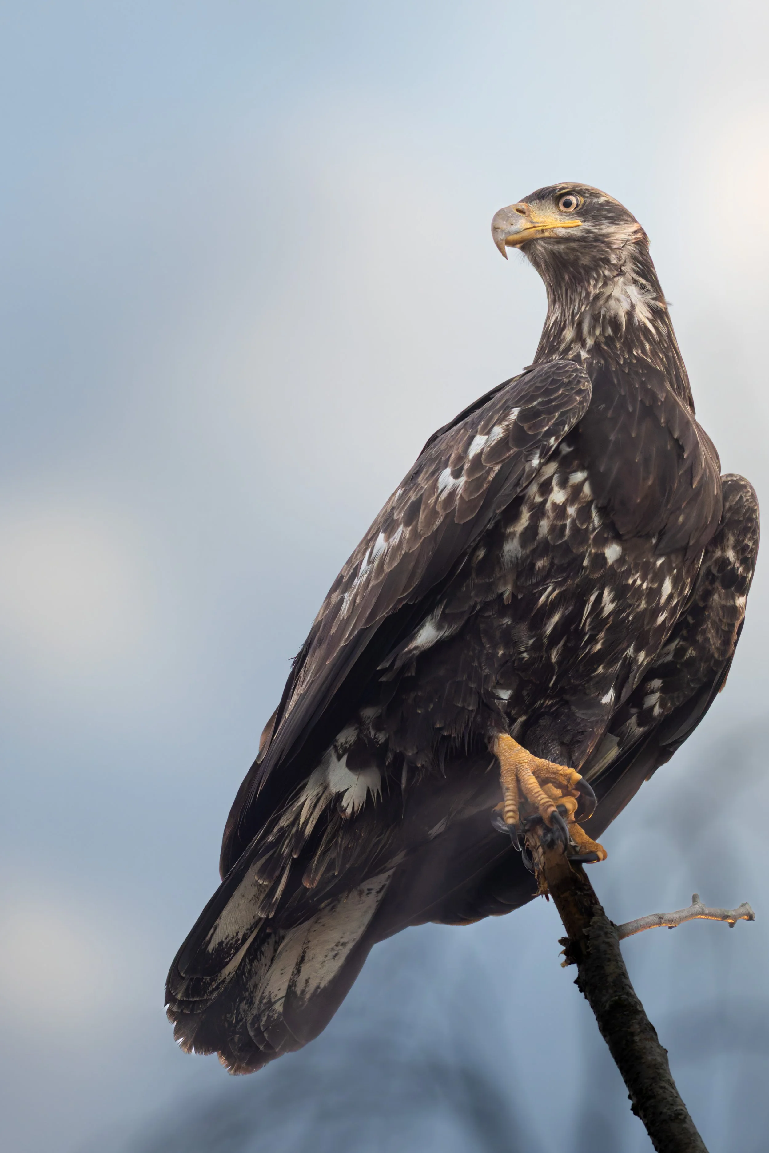 DT5A9225-DxO_DeepPRIME XD2s.jpg