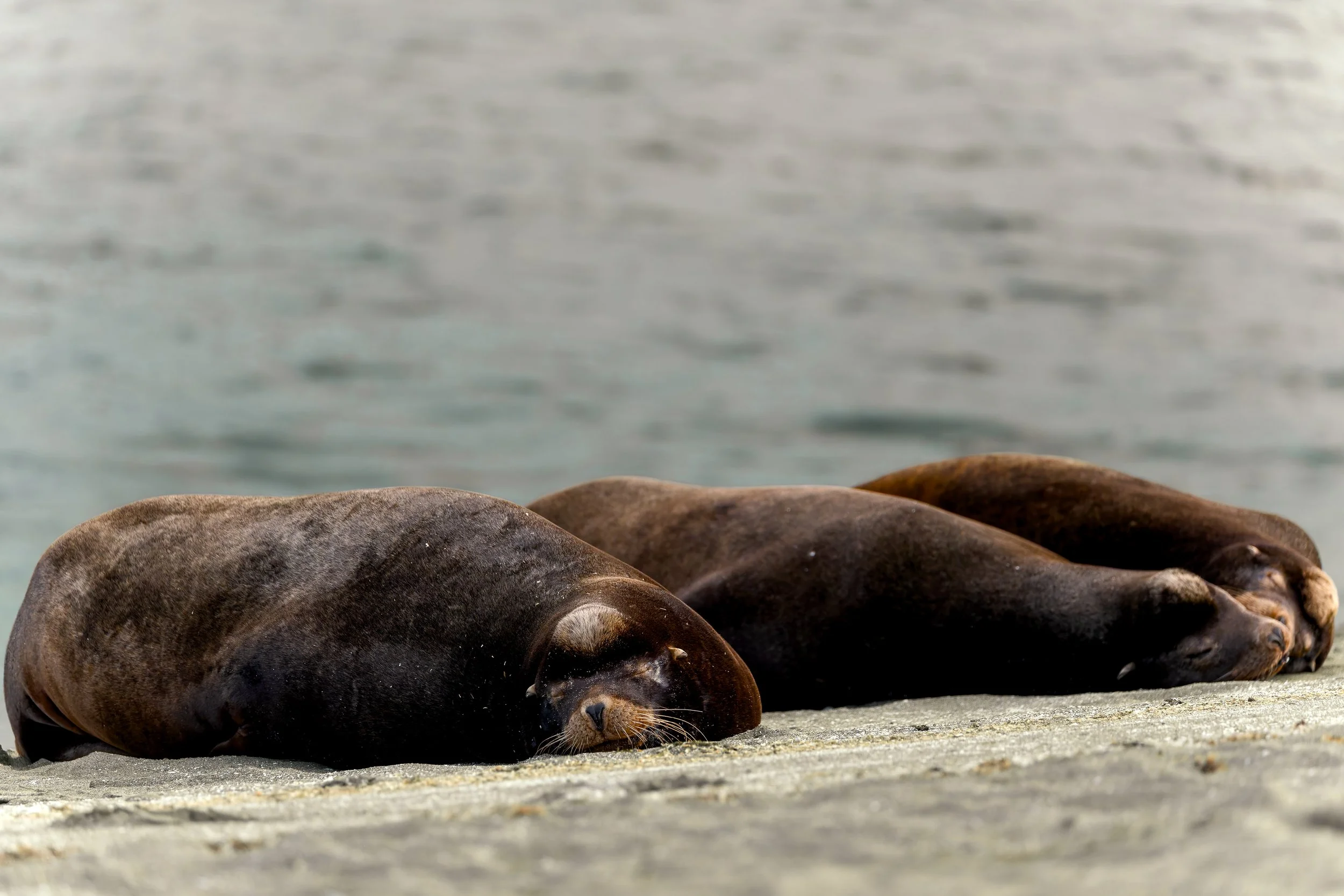 California Sea Lions sleeping at Deep Bay on Vancouver Island