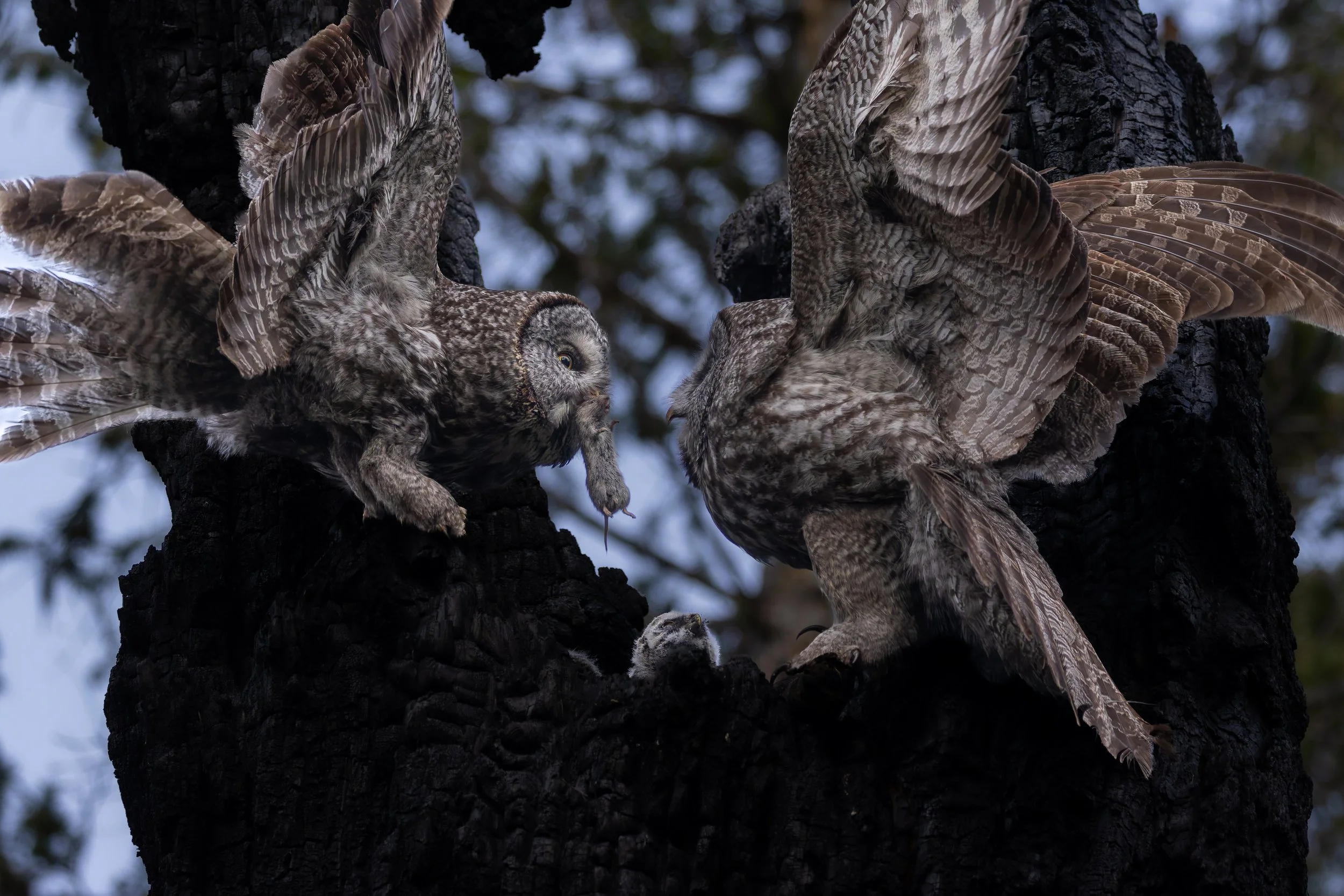 A Great Grey Owl family during a food exchange