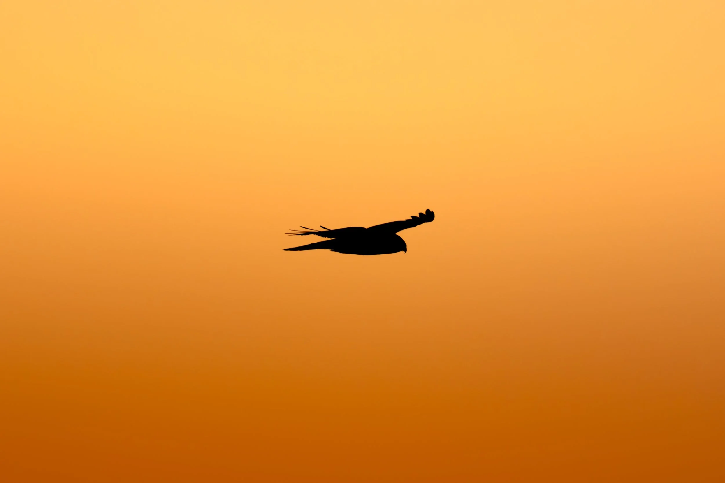 Northern Harrier Silhouette