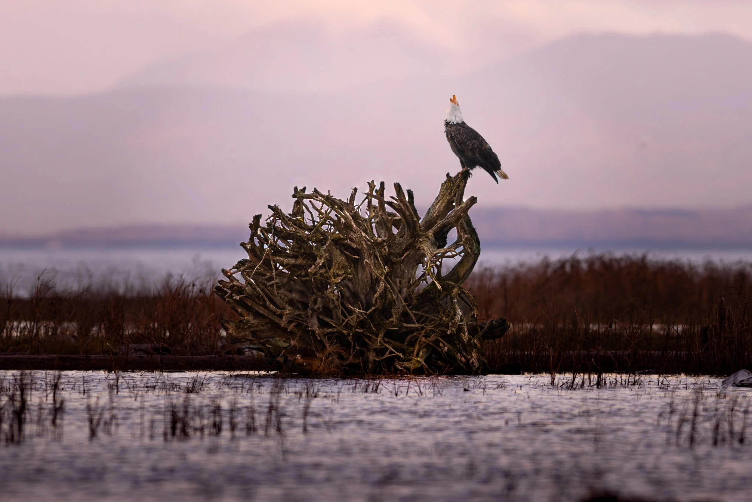 DT5A9274-DxO_DeepPRIME XD2s.jpg