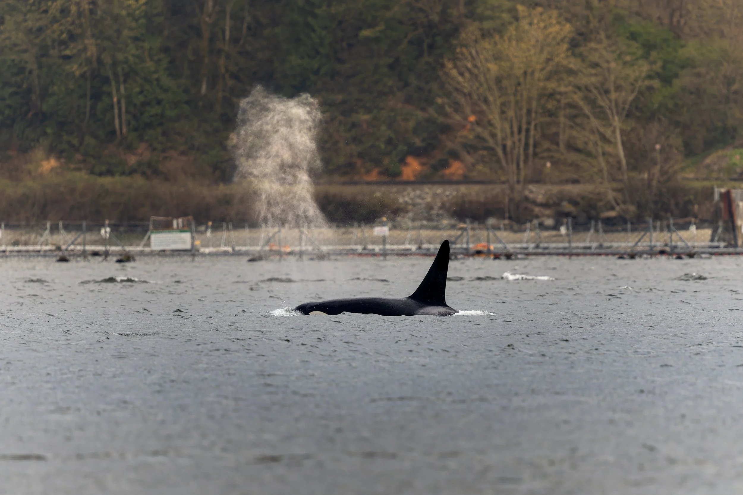 Orca spotted from Cates Park