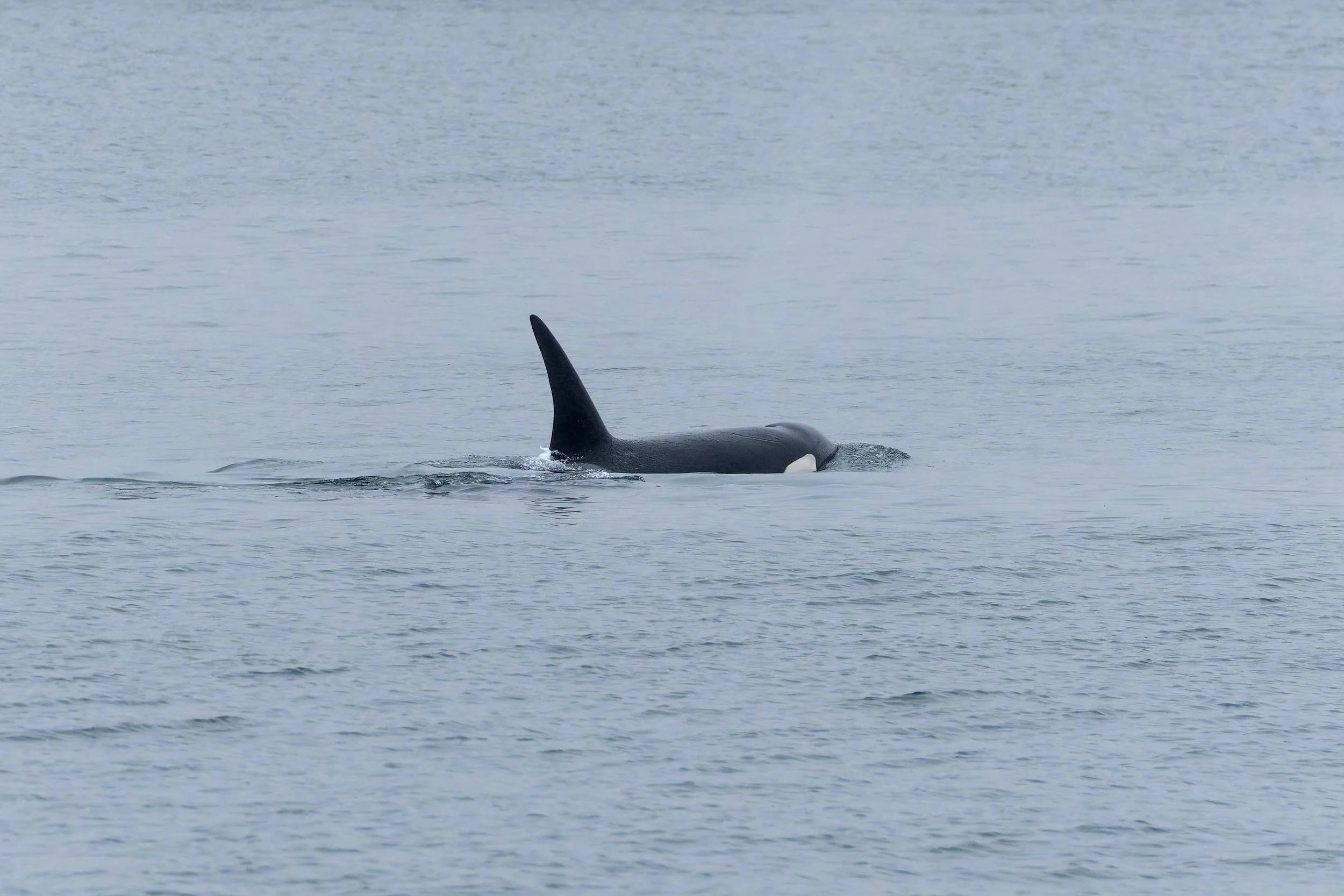 T419 - One of three killer whales not previously documented in British Columbia (B.C.) waters were identified in Vancouver Harbour. 