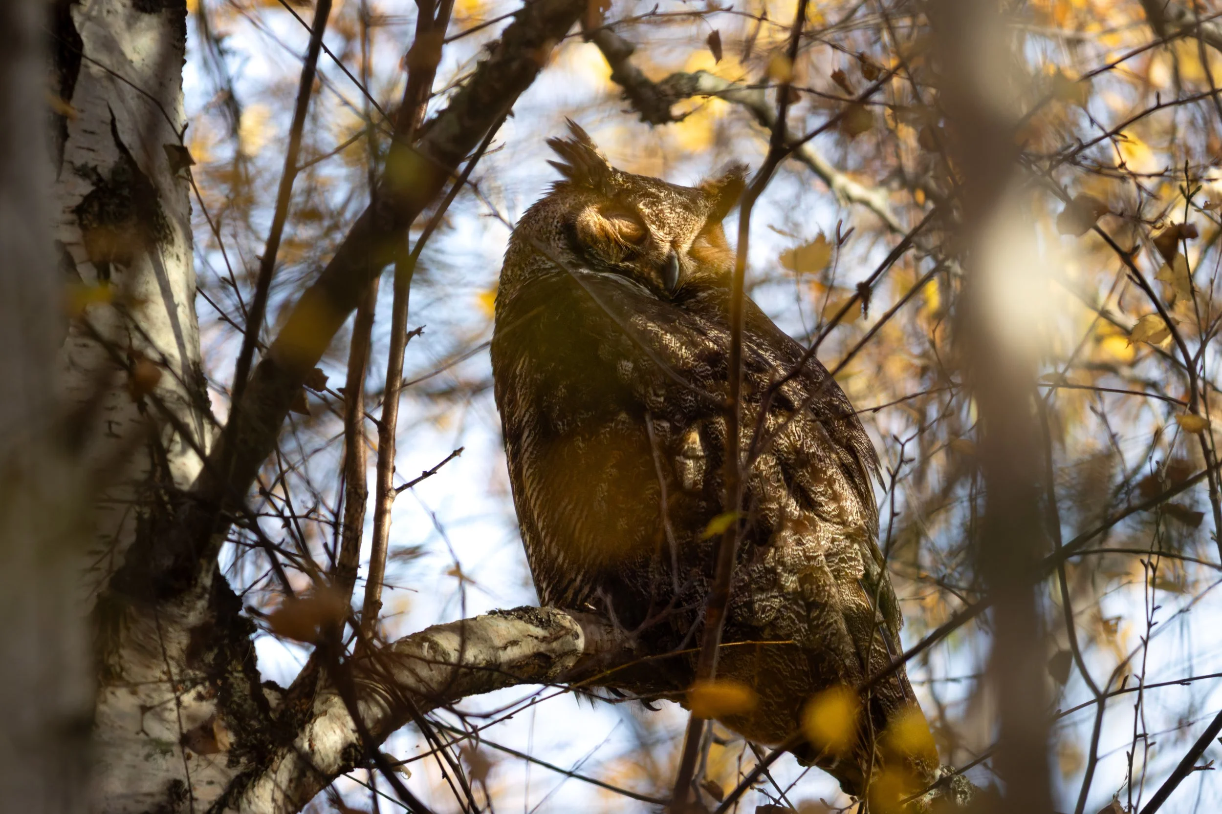 DT5A9148-DxO_DeepPRIME XD2s.jpg