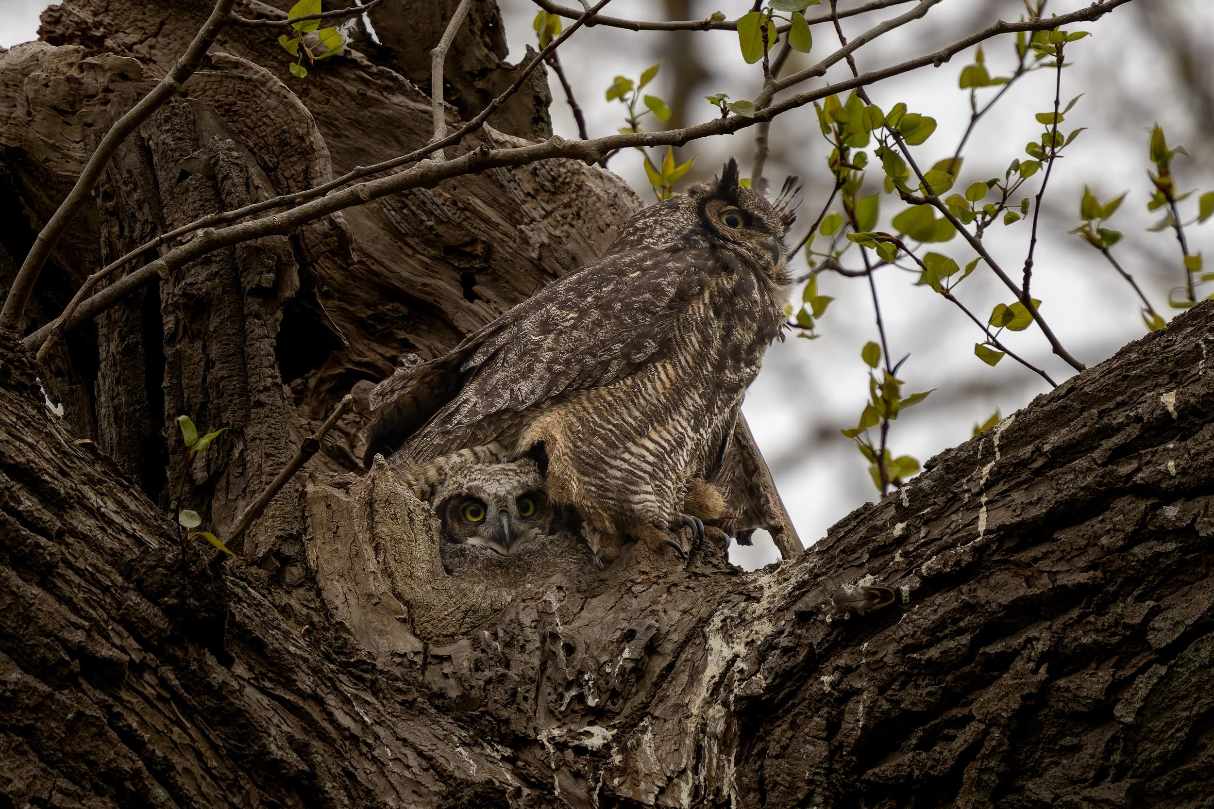 Great Horned Owl mother protecting the nest