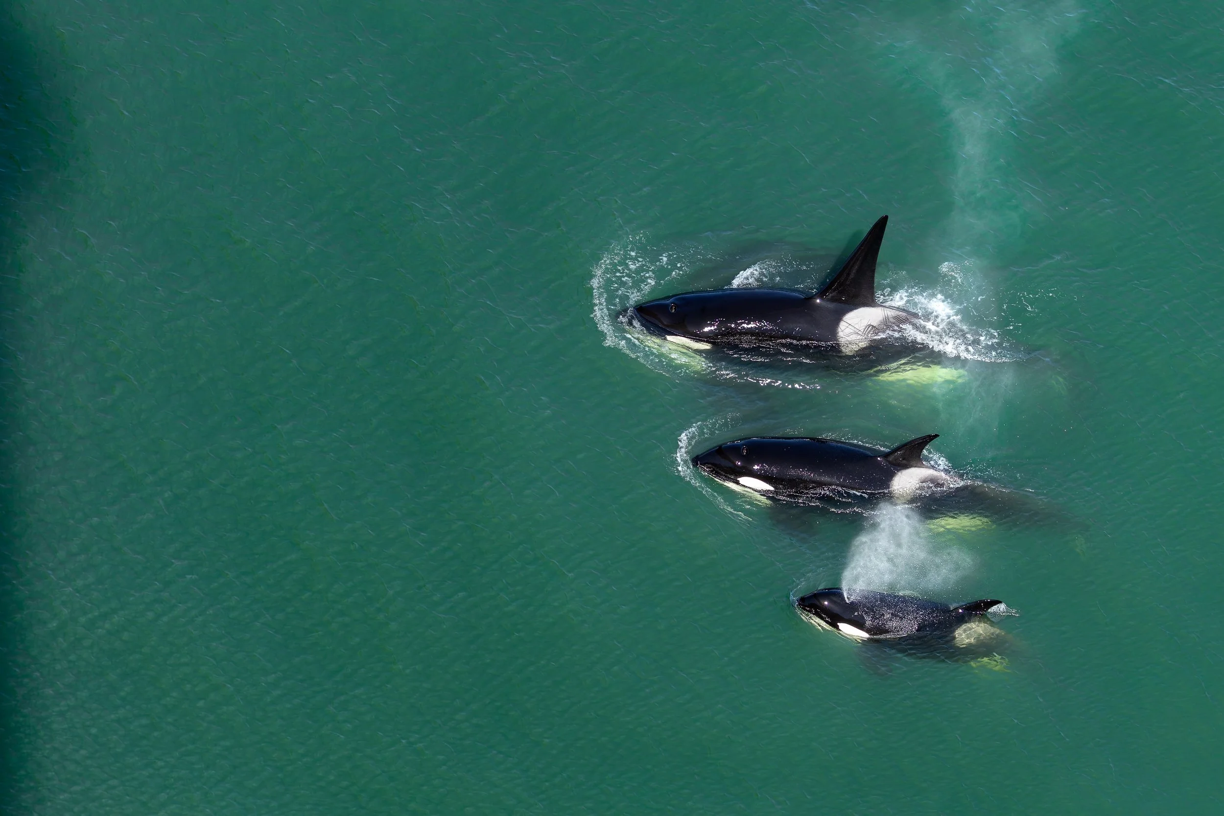 KILLER_WHALES.jpg