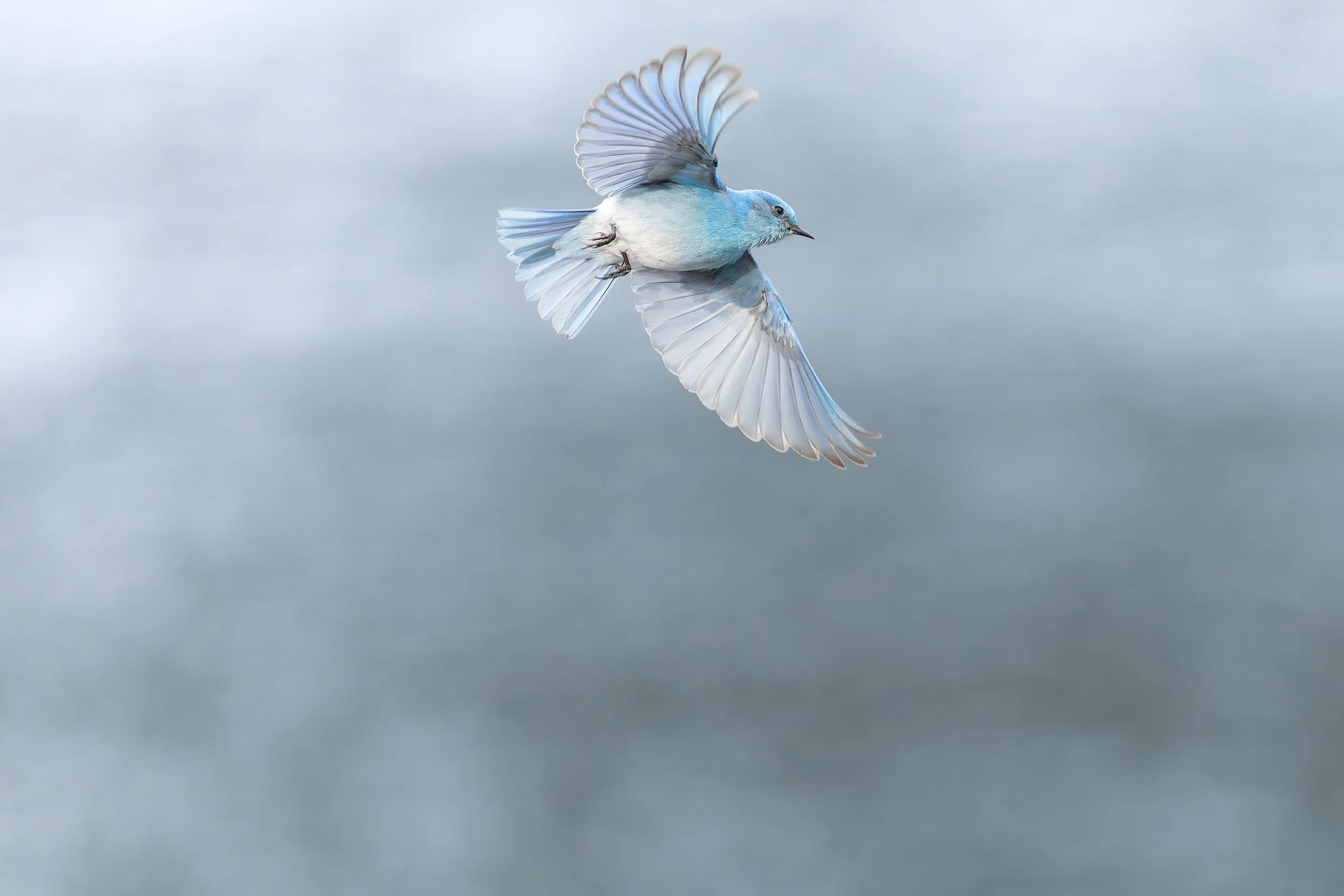 Mountain Blue Bird in flight in Squamish