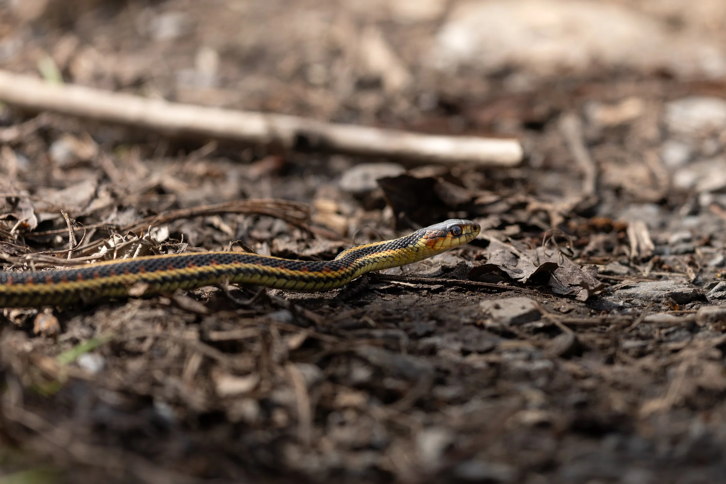 Garter Snake at Maple Wood Flats