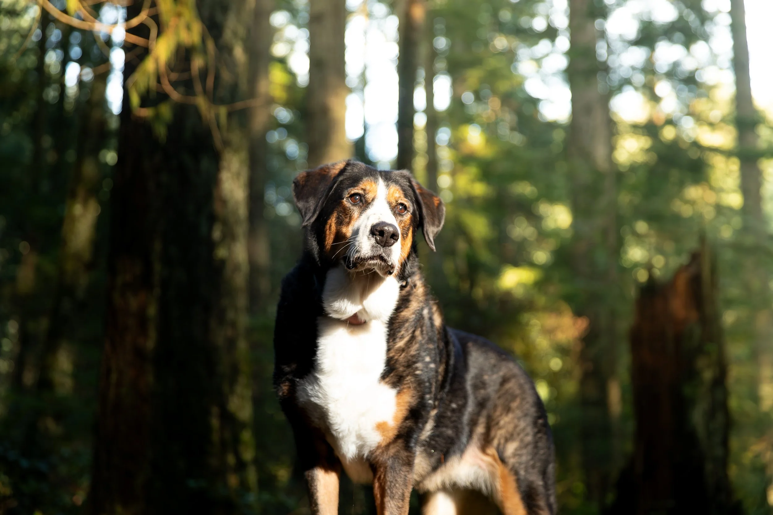 _MG_7367-DxO_DeepPRIME XD2s.jpg