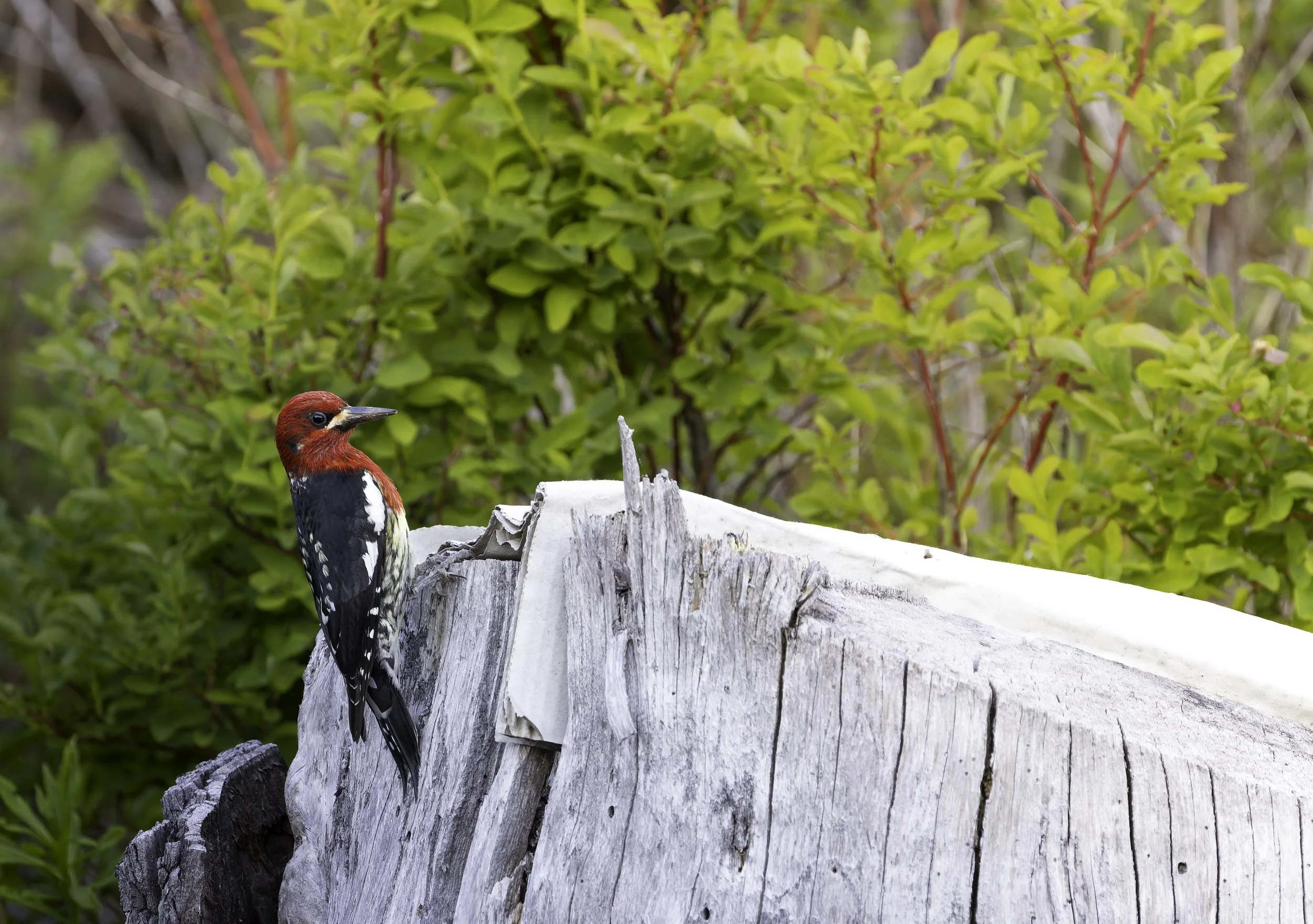 DT5A9901-DxO_DeepPRIME XD2s_XD.jpg