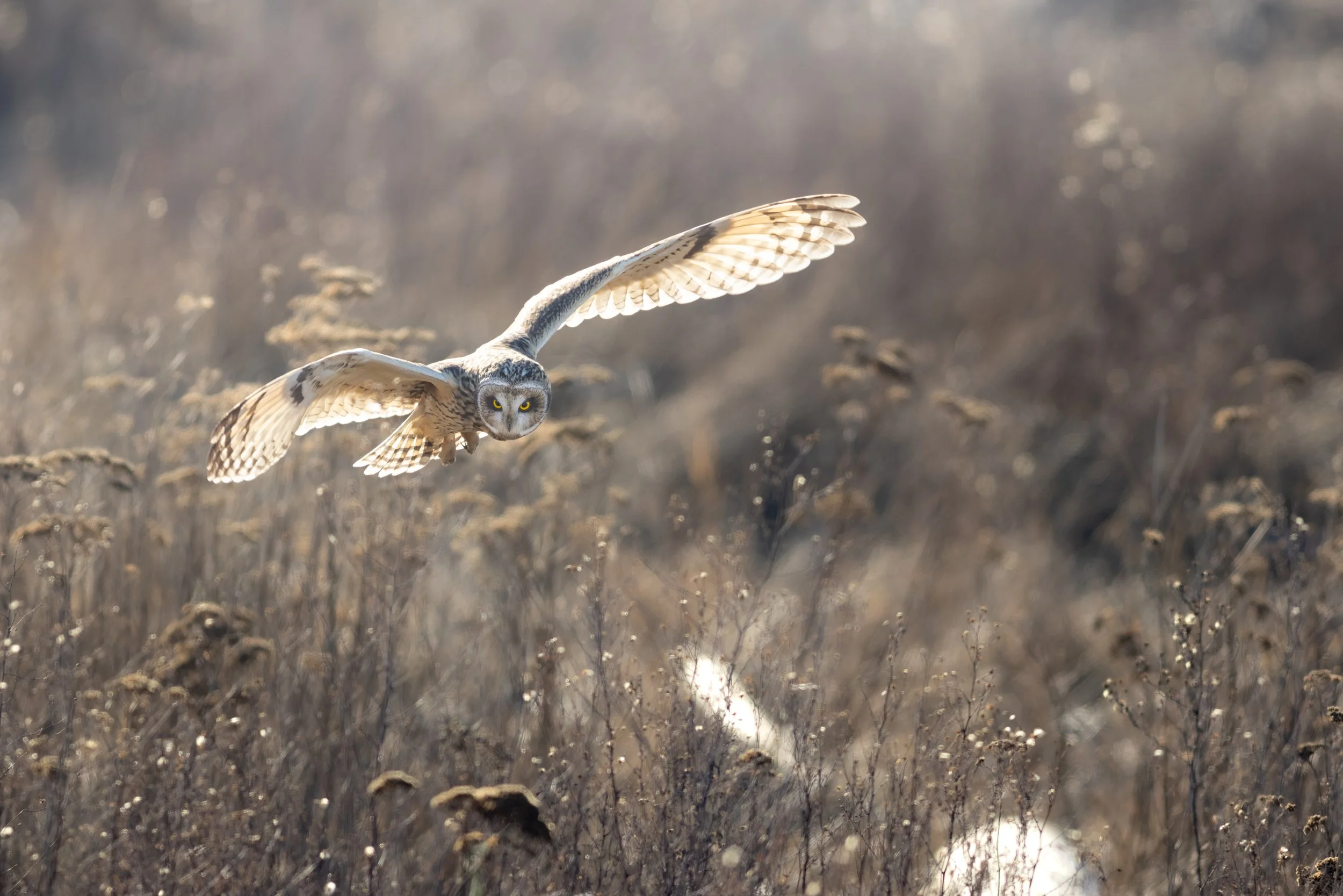 Short Eared Owl Hunting