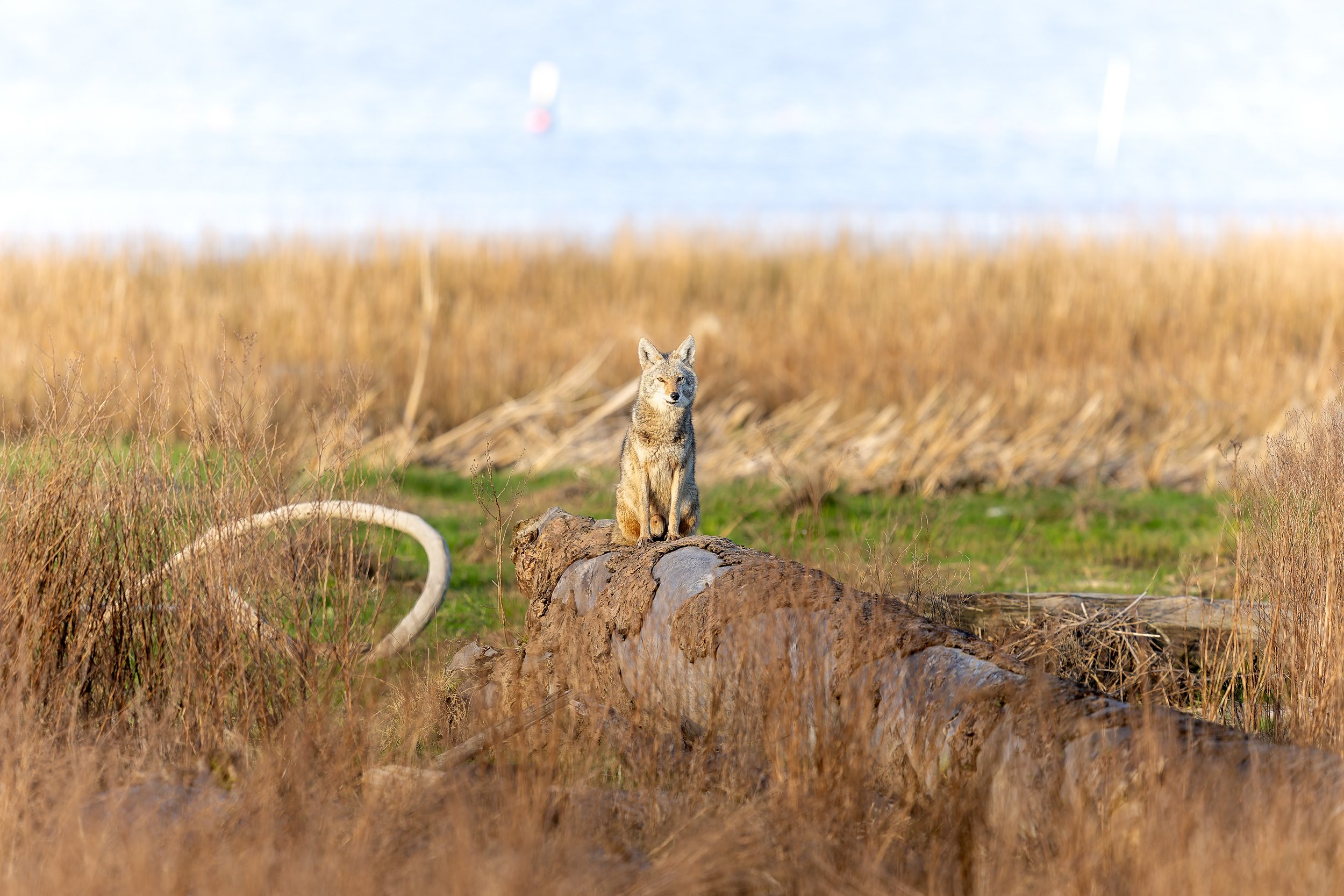 Coyote in the morning sun at Boundary Bay