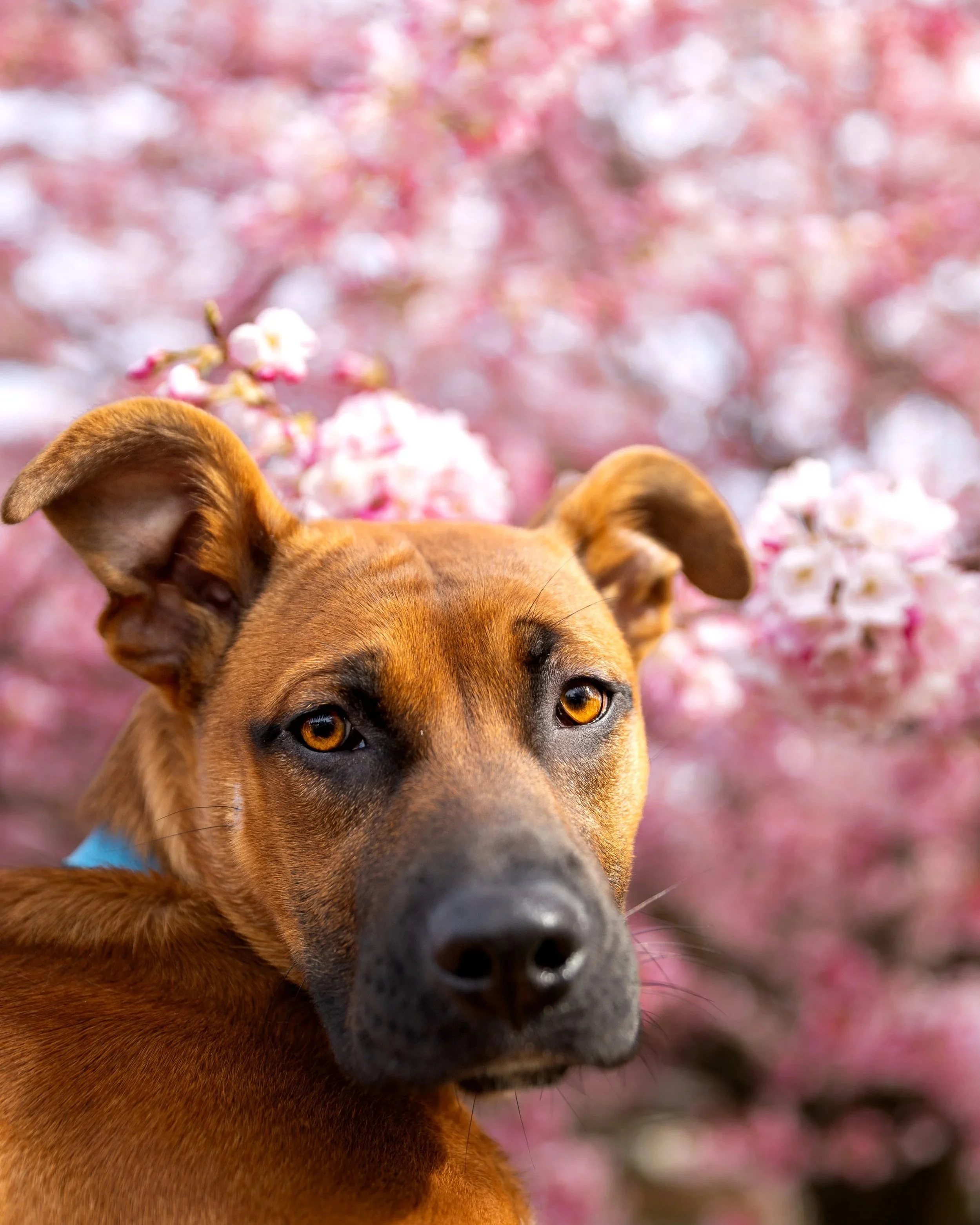 A brown dog with striking amber eyes and floppy ears in front of pink cherry blossom flowers.