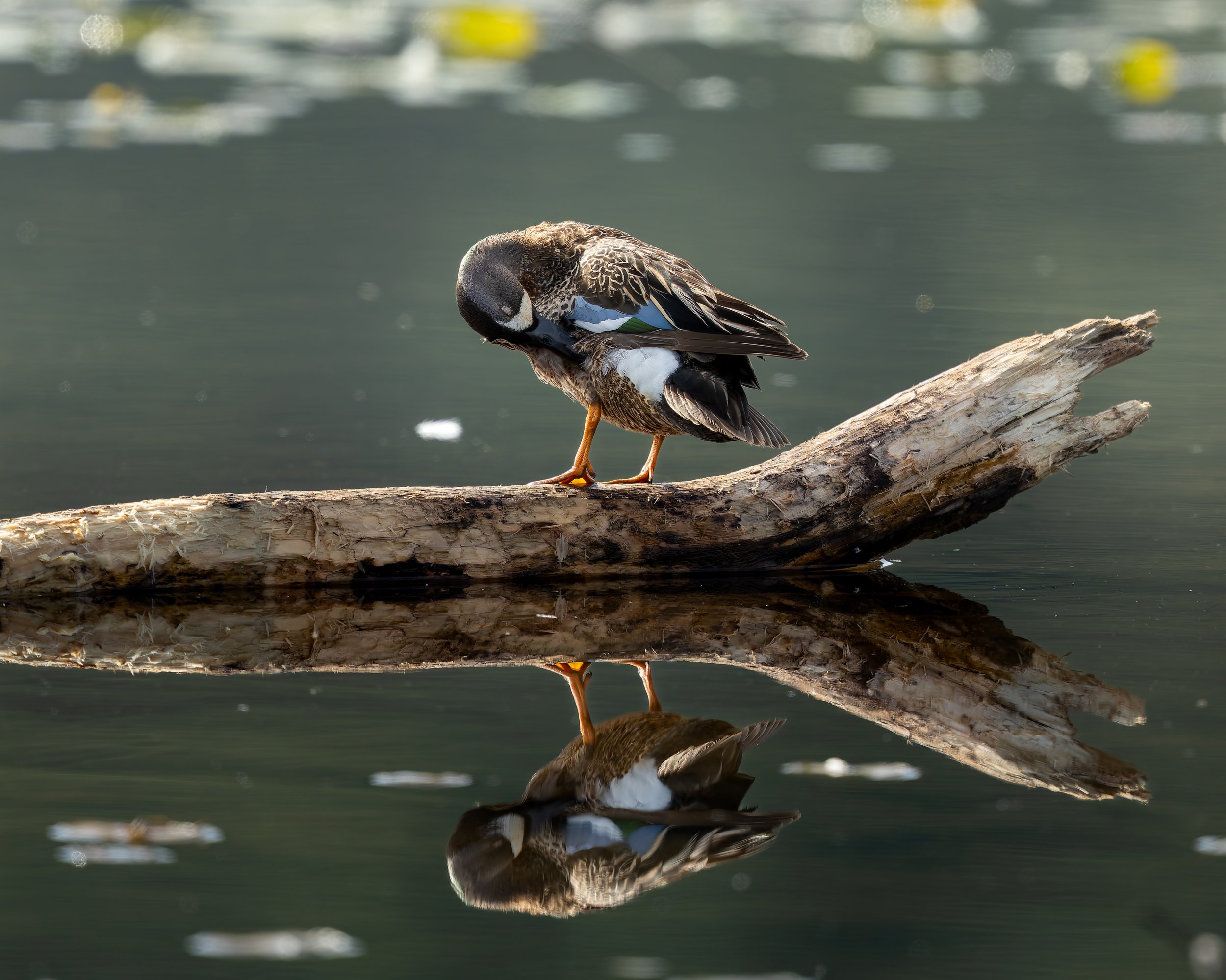 A Blue-Winged Teal preening on a log
