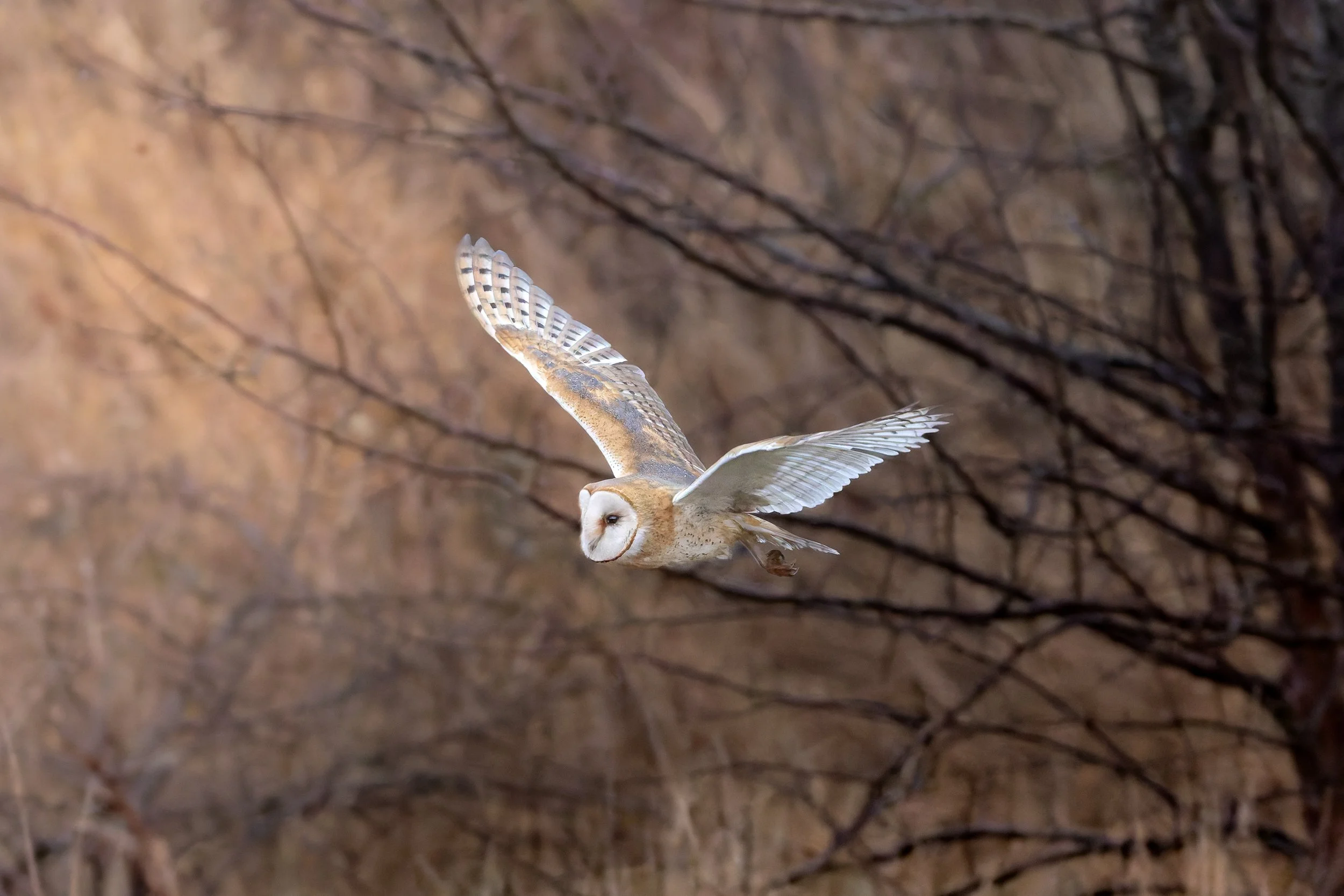 Barn Owl