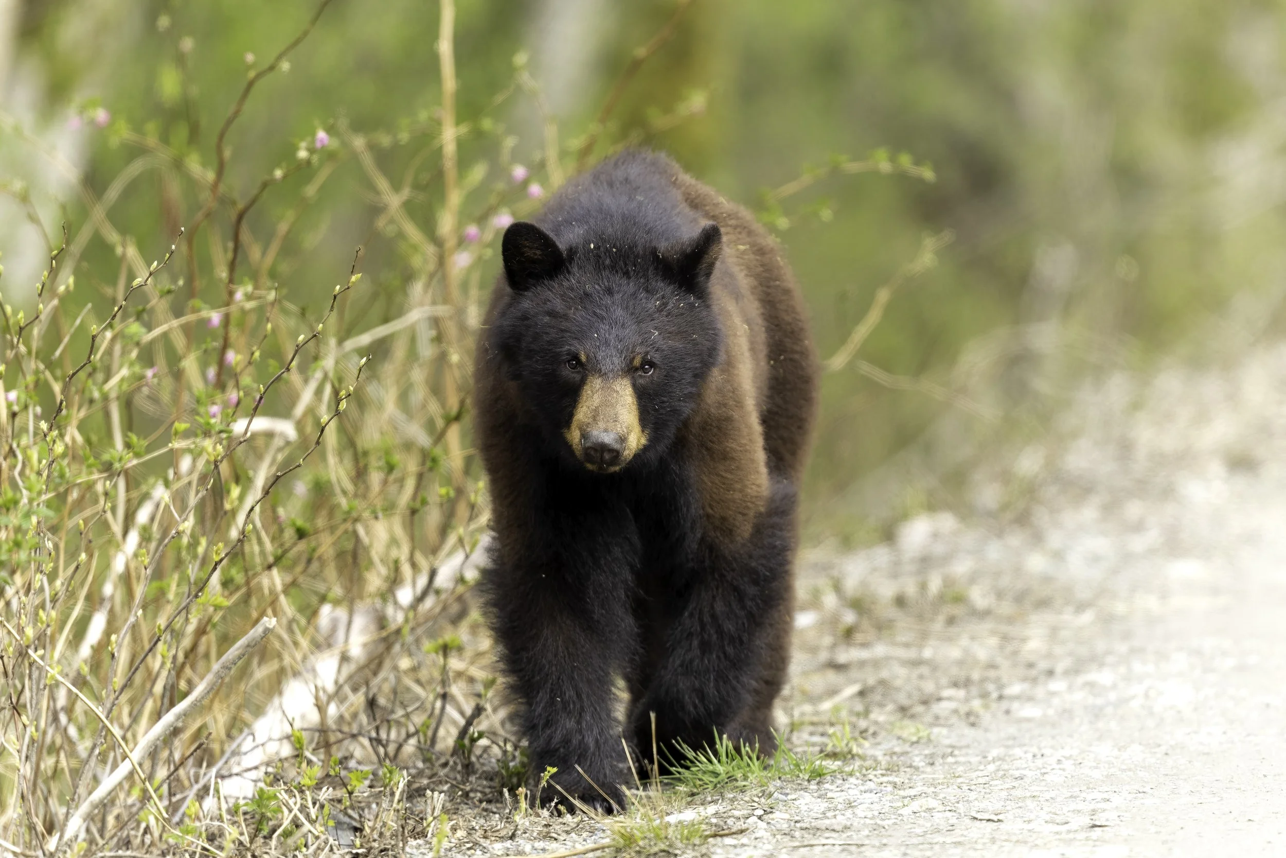 Cinnamon Black Bear
