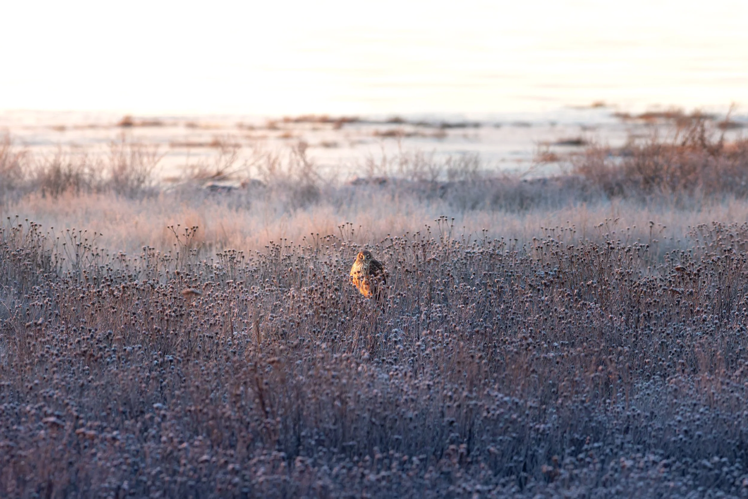 Female Northern Harrier