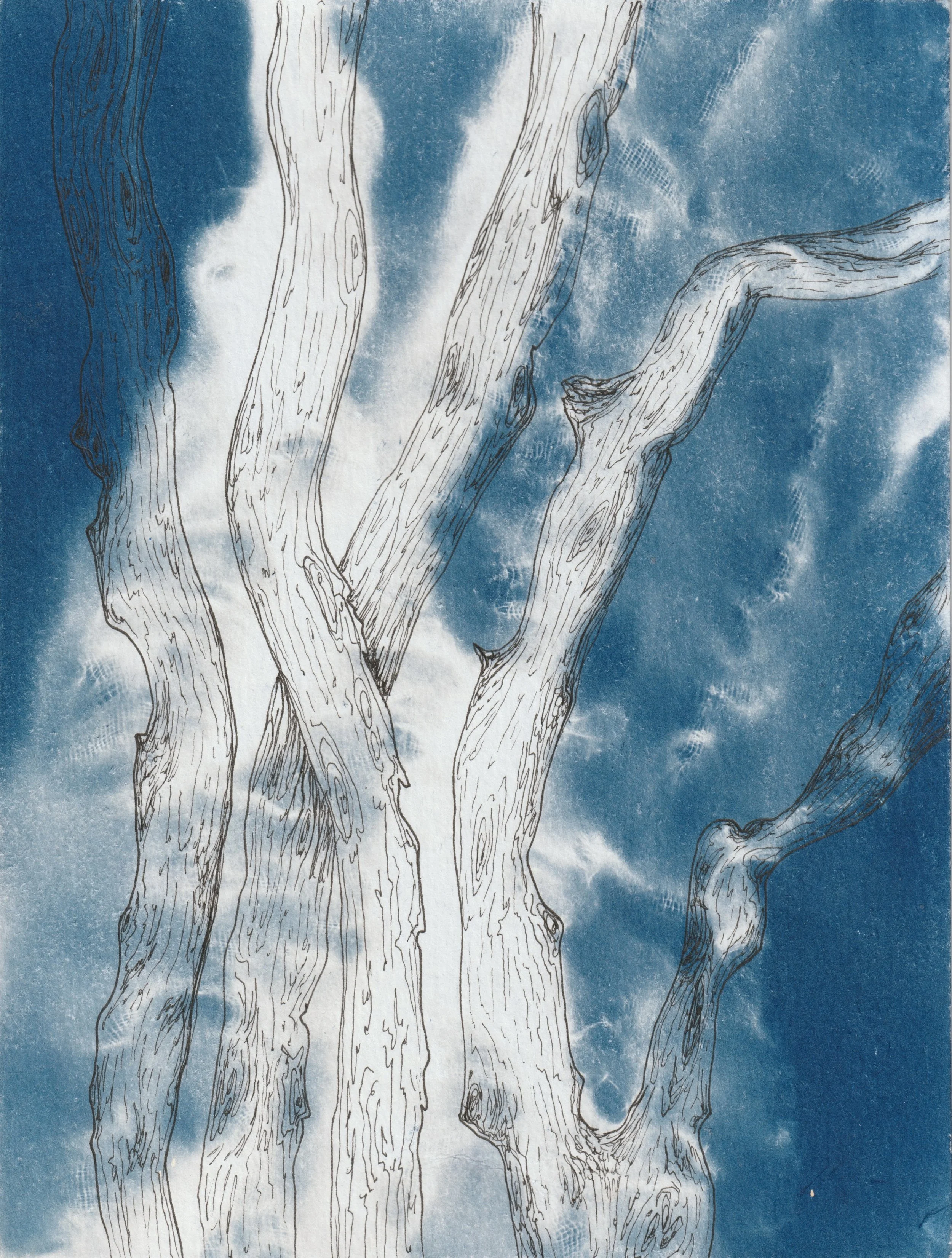 Hazelwood. 2025. Cyanotype and ink on paper. 6 x 4 in.