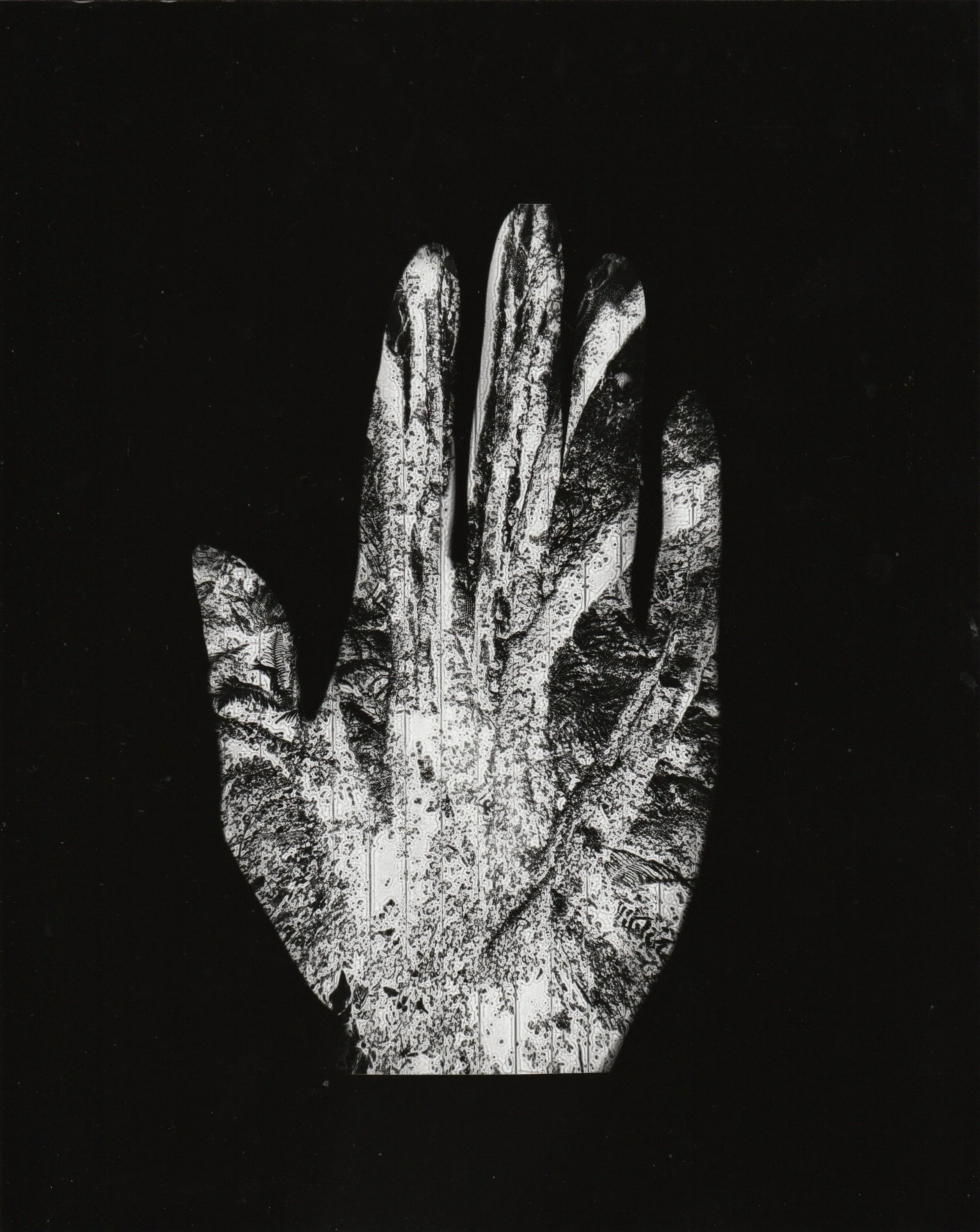Where I Come From. 2026. Photogram. 10 x 8 in.