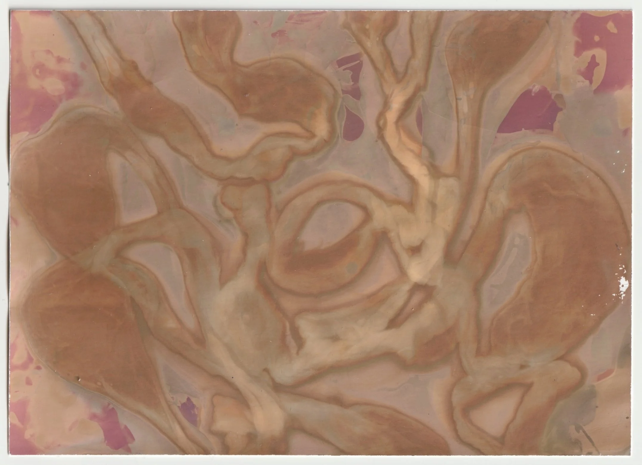 Pig Intestines II. 2026. Lumen print. 5 x 7 in.