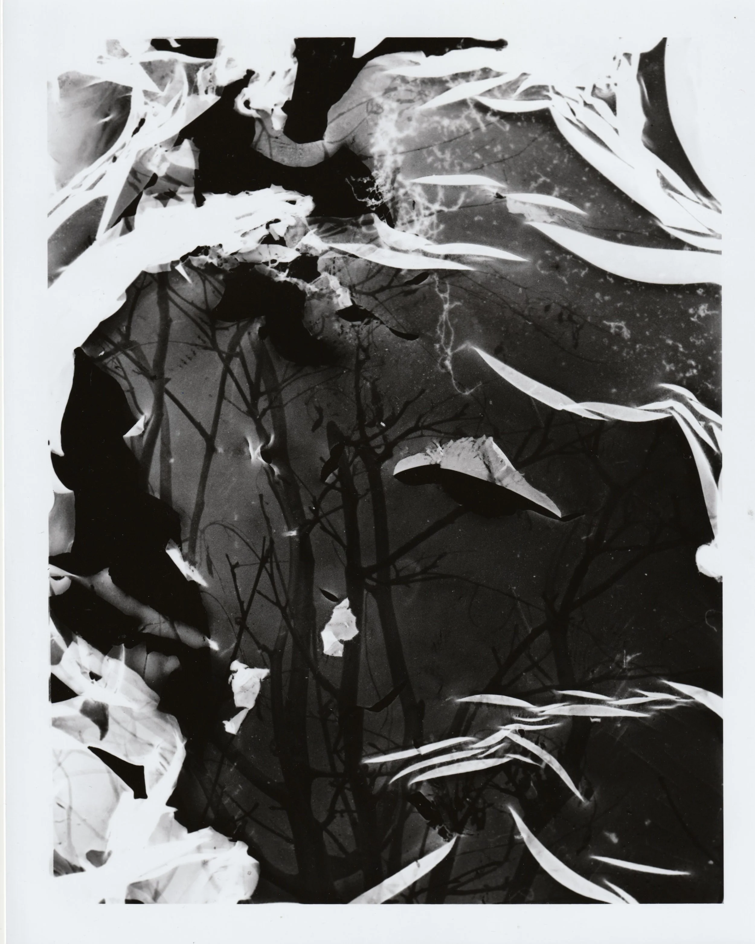 Reticulation. 2026. Darkroom print. 10 x 8 in.