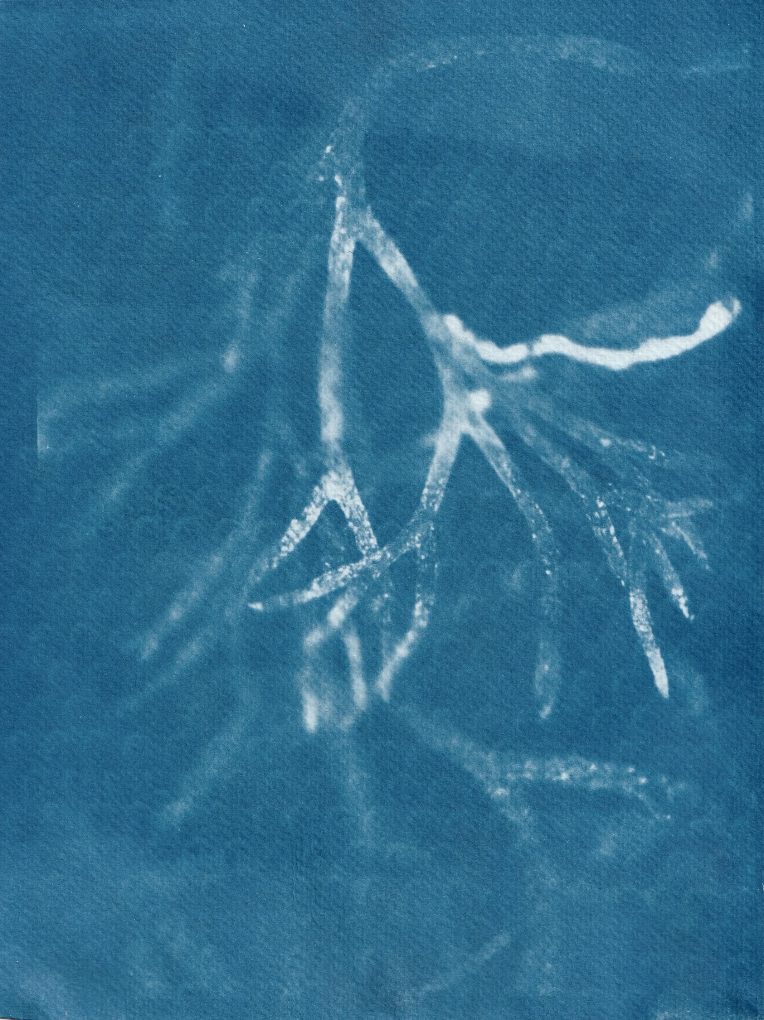 Bladderwrack. 2025. Cyanotype on paper. 10 x 8 in.