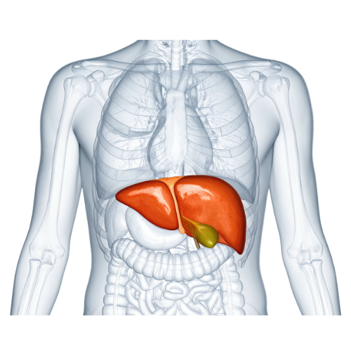 What No One Told Me After My Gallbladder Removal at 22