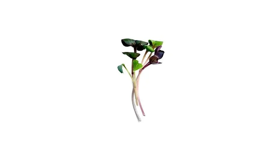 Confetti Radish