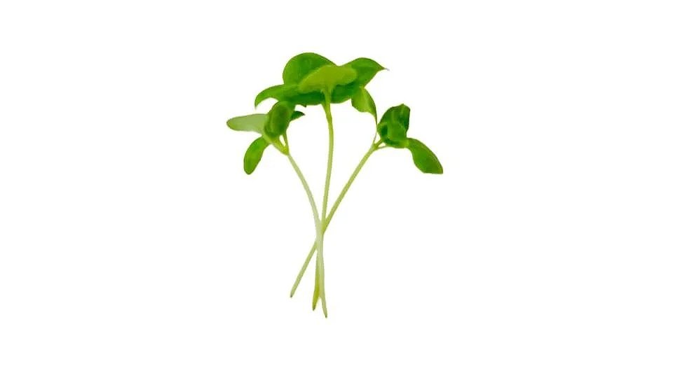 Basil